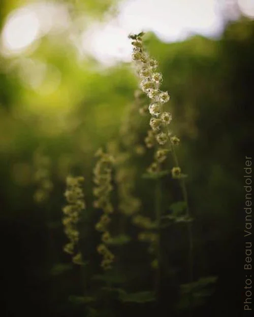 bud-stalk.jpg