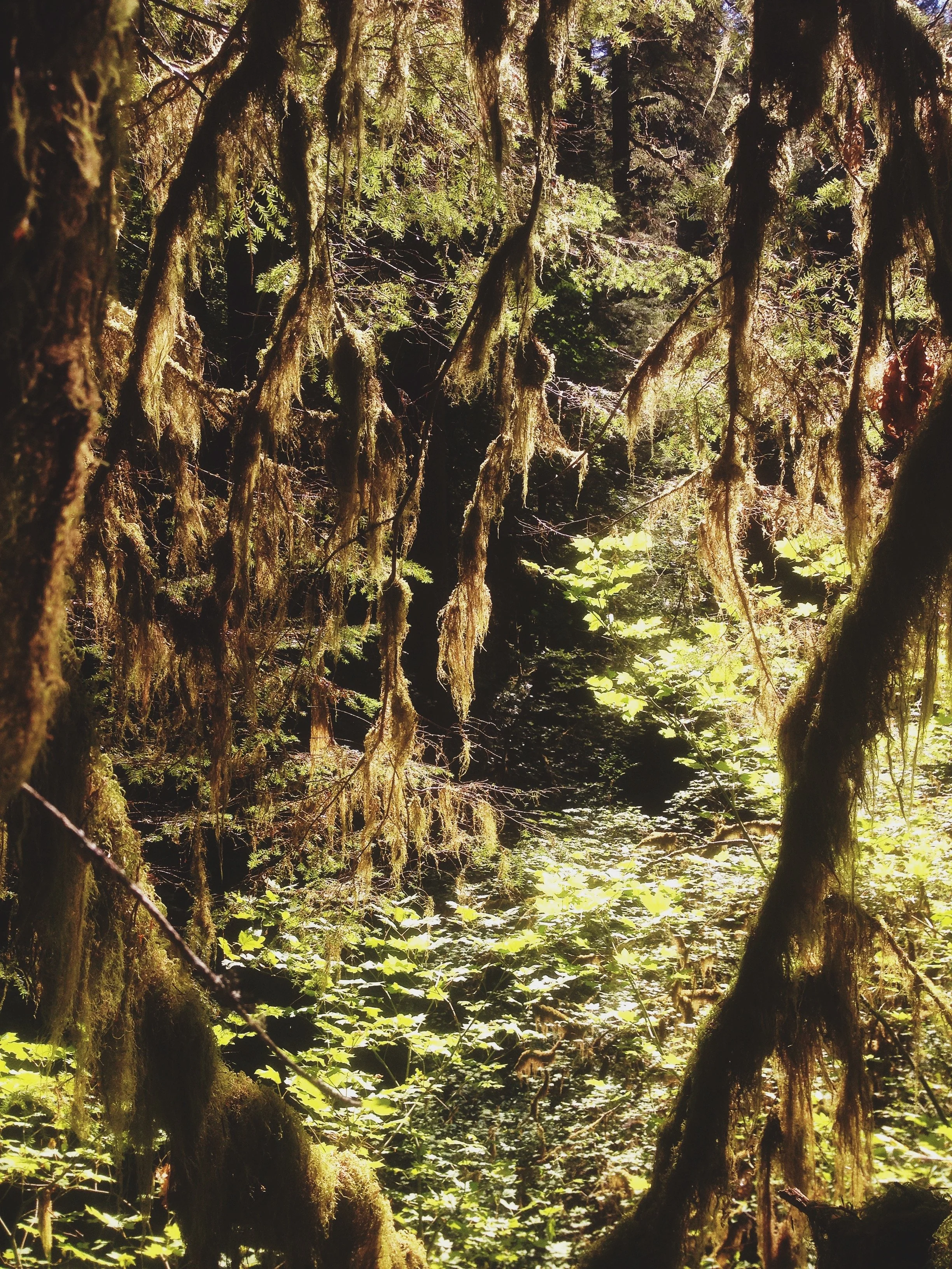 The lushness of the PNW forests were a welcomed change from the arid Klamath Mountains. Shot on an iPhone 5.