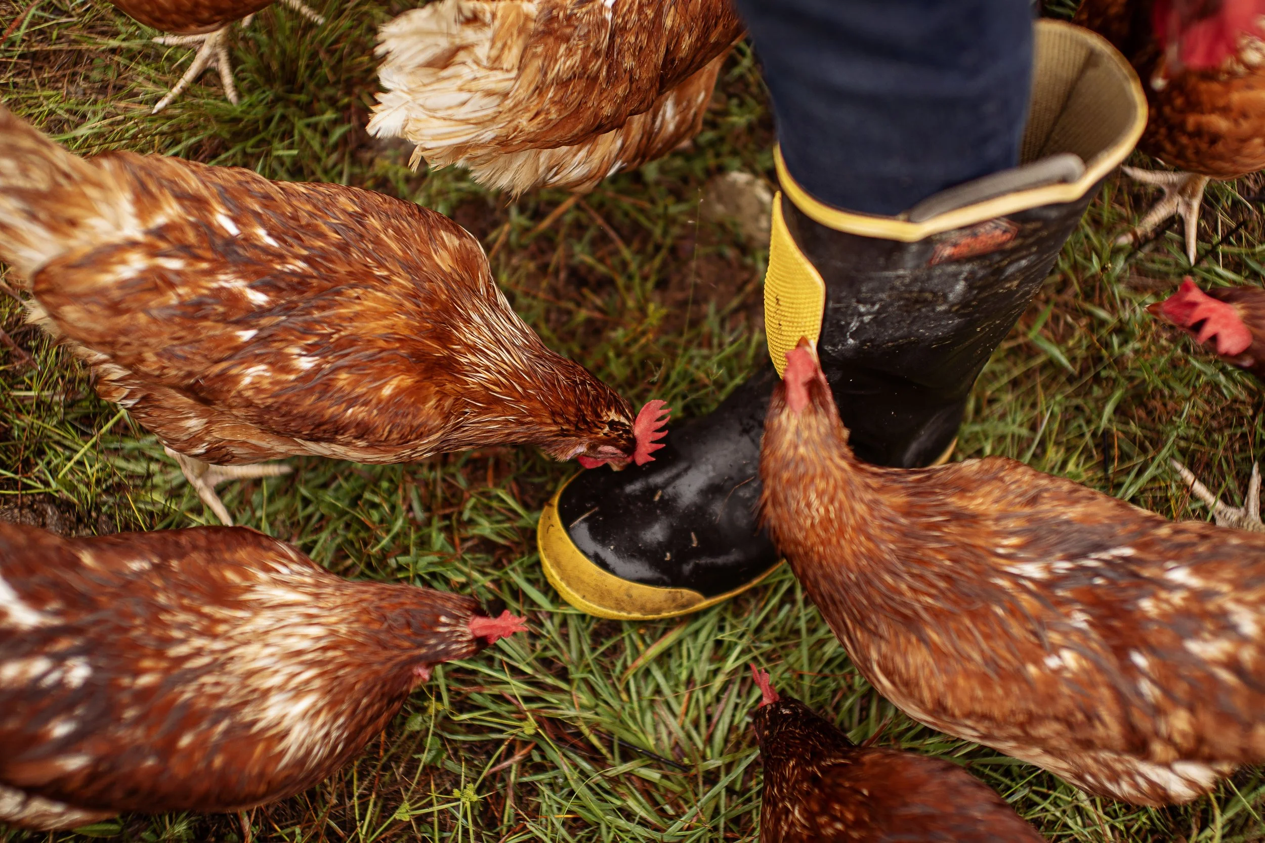 Good Eggs by Tilly014.jpg