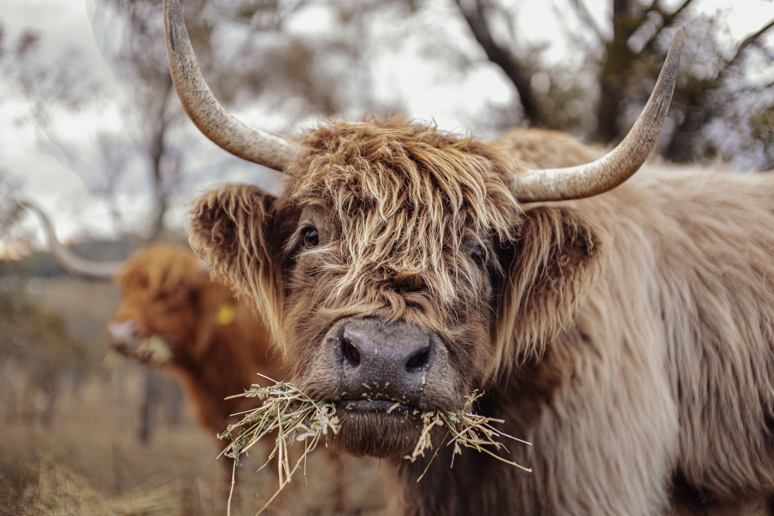 Mostyn Highland Fold by Oh Tilly 010.jpg