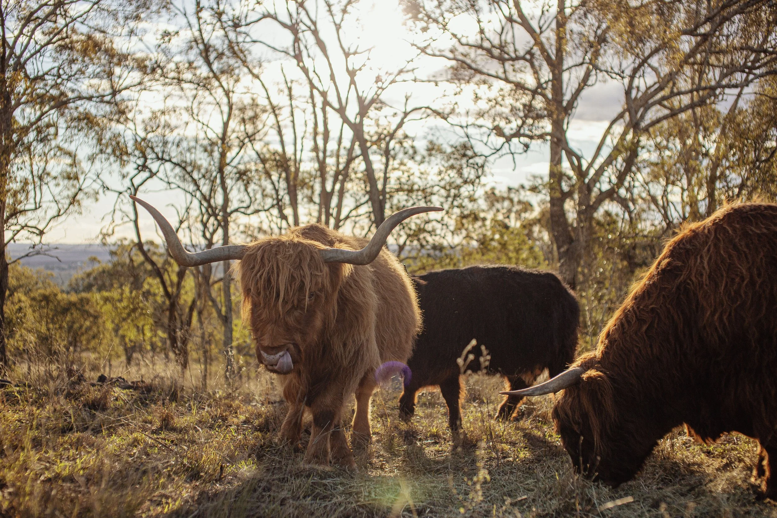 Mostyn Highland Fold by Oh Tilly 019.jpg