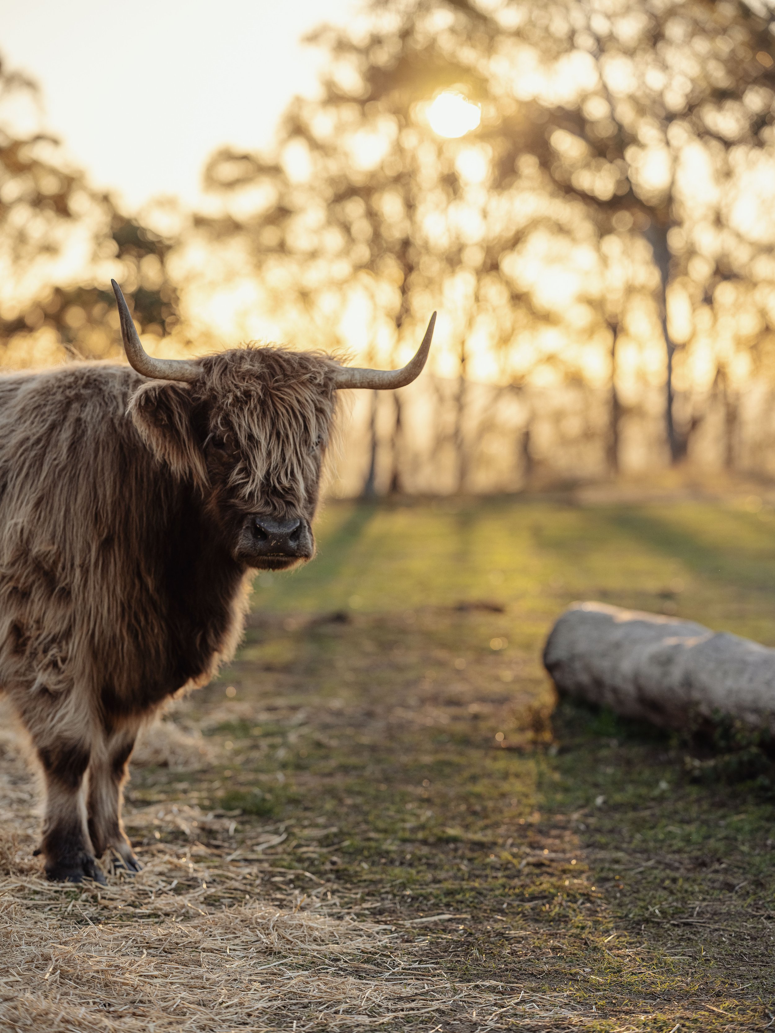 Mostyn Highland Fold by Oh Tilly 145.jpg