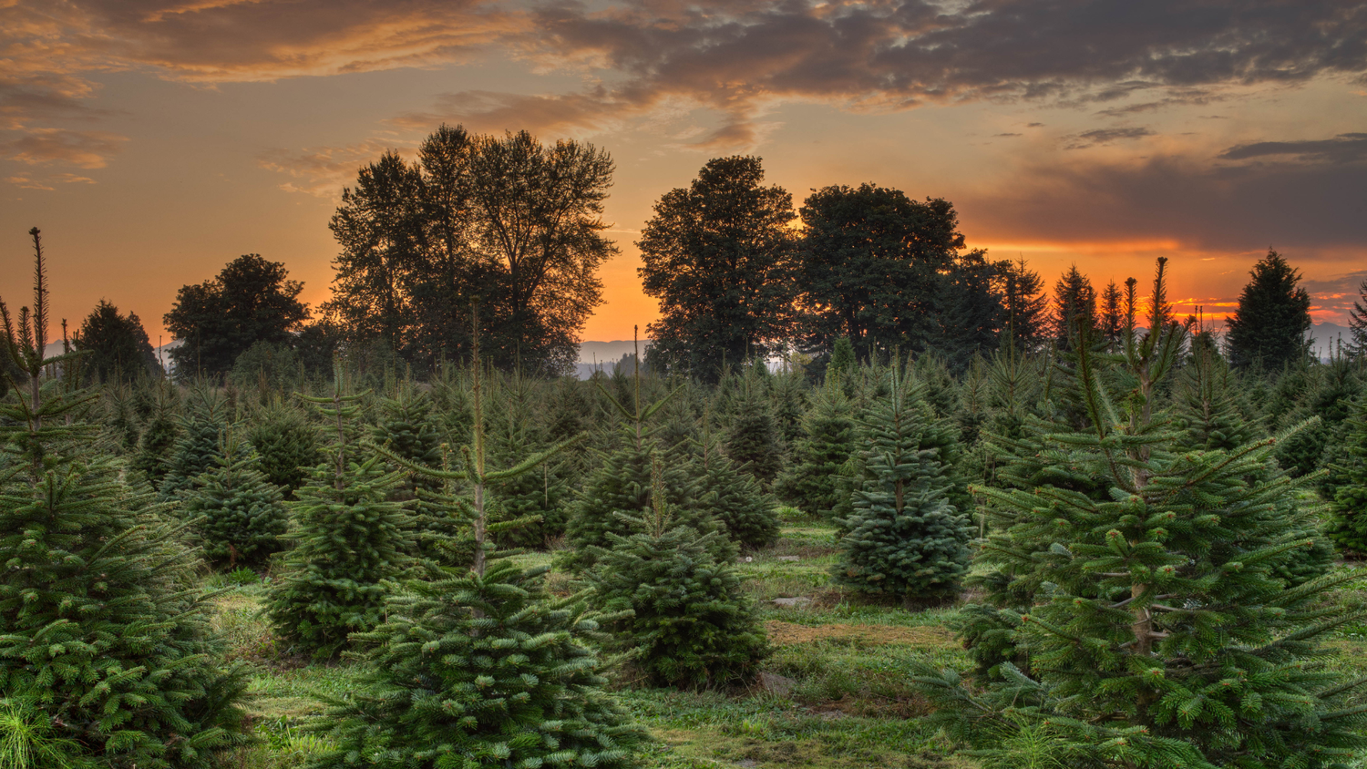 The Best Places to Buy a real Tree this Christmas — The Field Guide