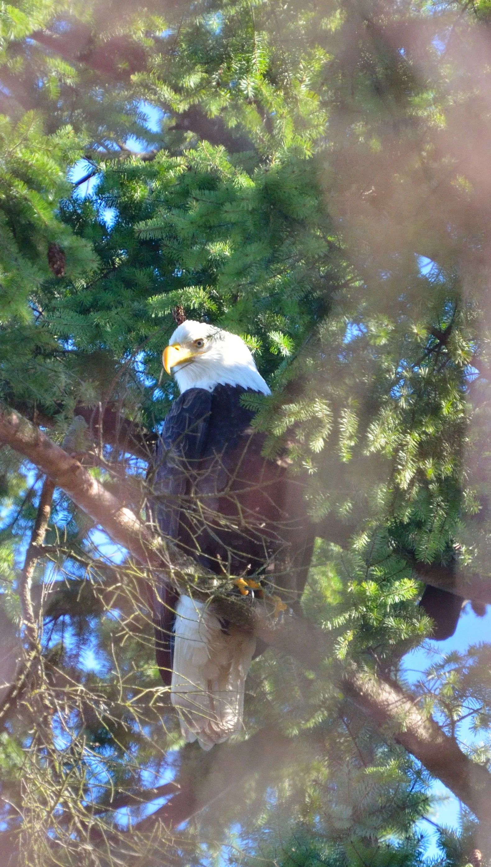 In residential Fleetwood TMMS is a Canadian Wildlife Federation Certified Backyard Habitat