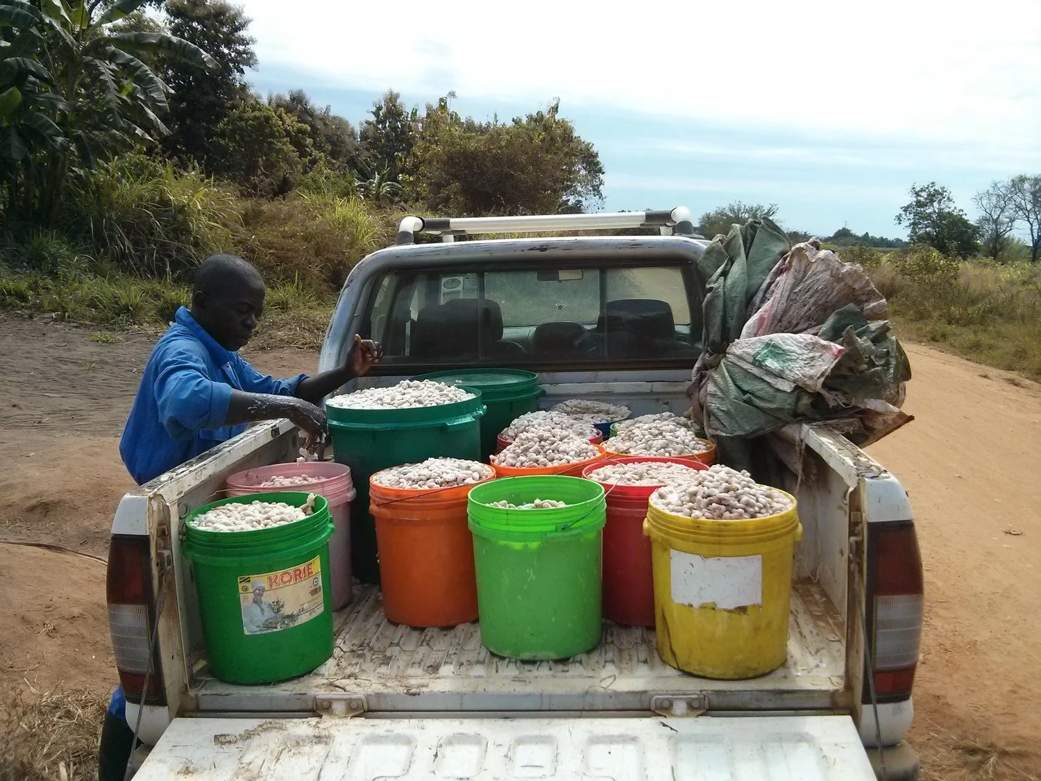 Collecting+cocoa.jpg