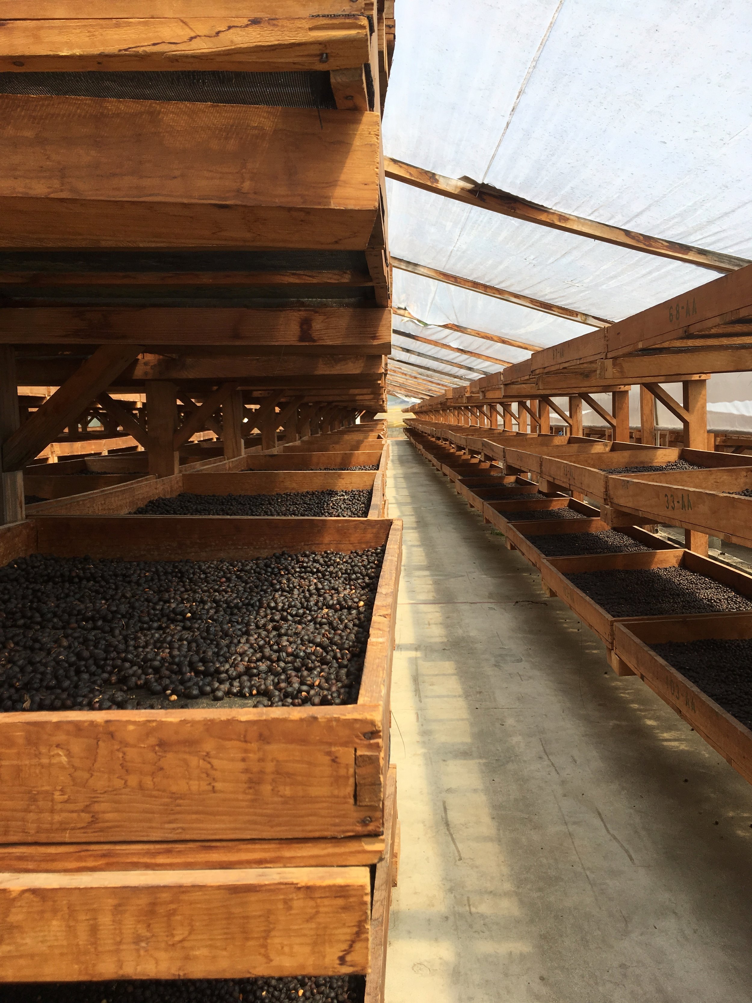 Raised drying beds of natural processed coffee.