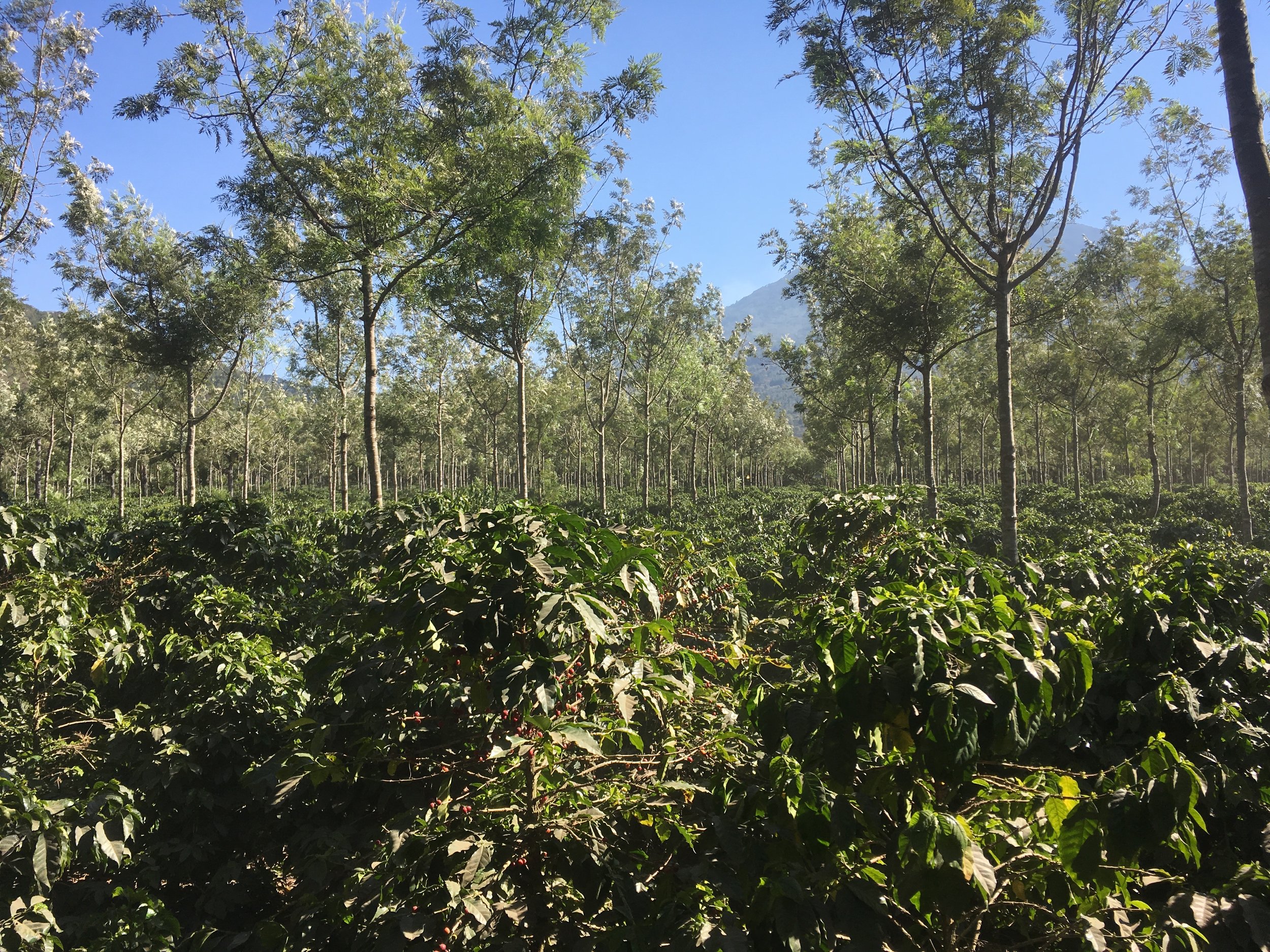 Perfectly aligned rows of shade trees and coffee.