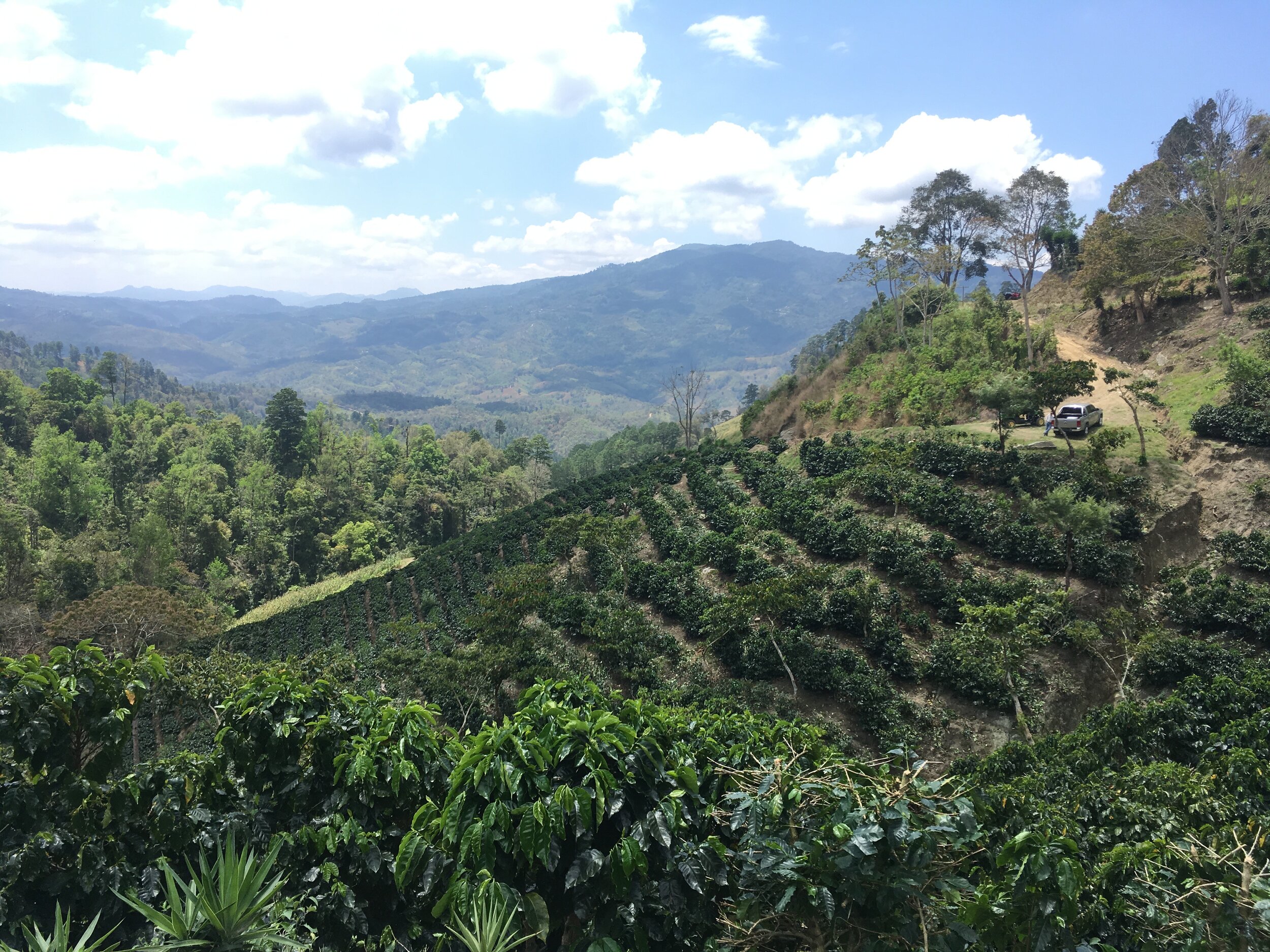 Foglifter Coffee Ricardo Zelaya Finca Carrizal (Copy)