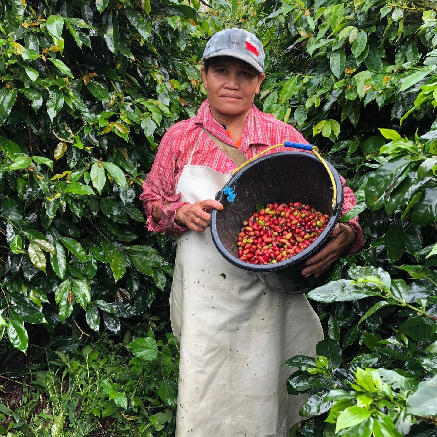SUMATRA WAHANA ESTATE

We are loving this new coffee from Indonesia! Wahana Estate, founded in 2005, embodies its namesake, meaning &ldquo;vessels for great success.&rdquo; This reflects the owners&rsquo; dedication to crafting high-quality coffee an