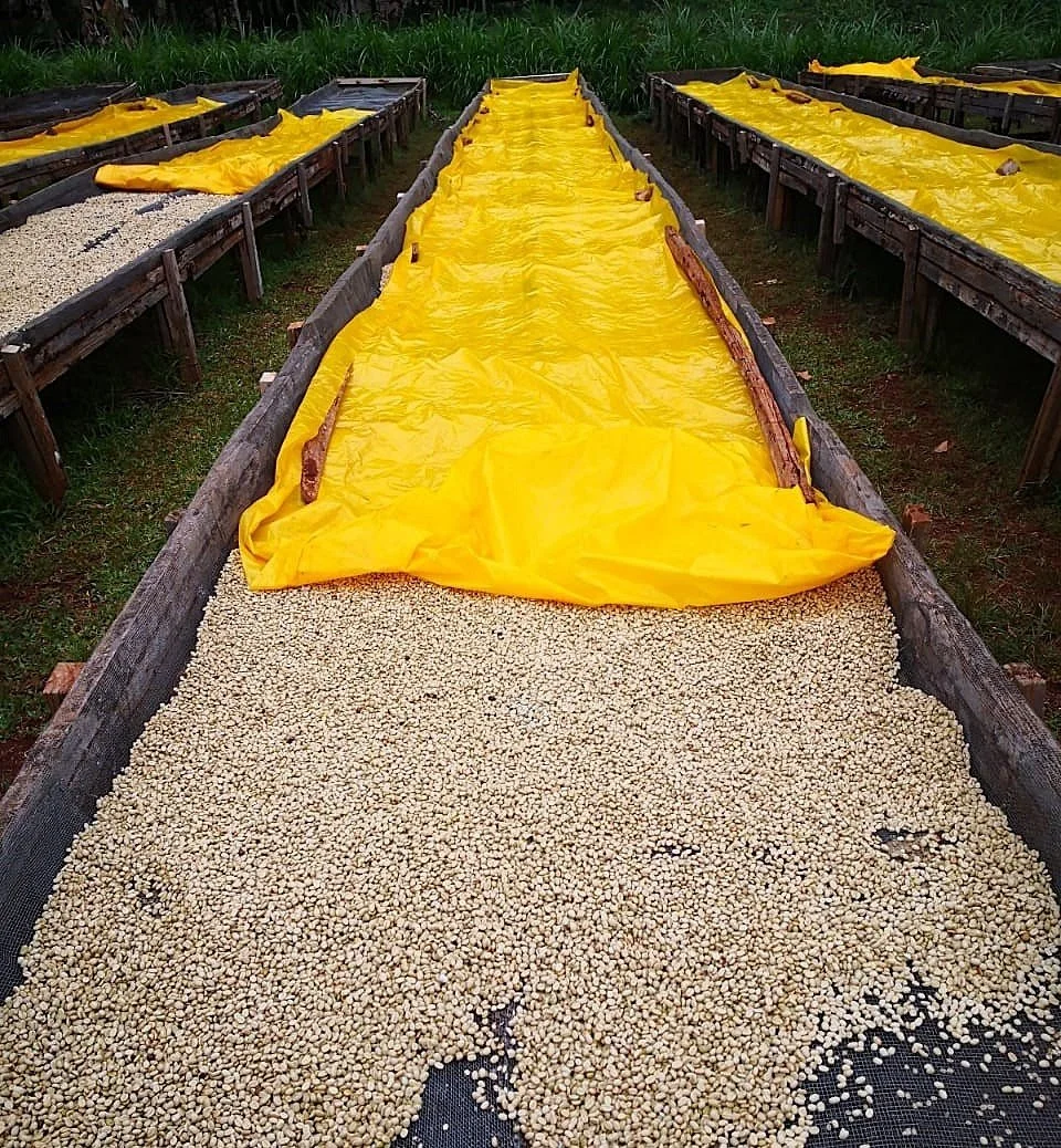 Kenya Nyeri Wachuri AB5.jpeg