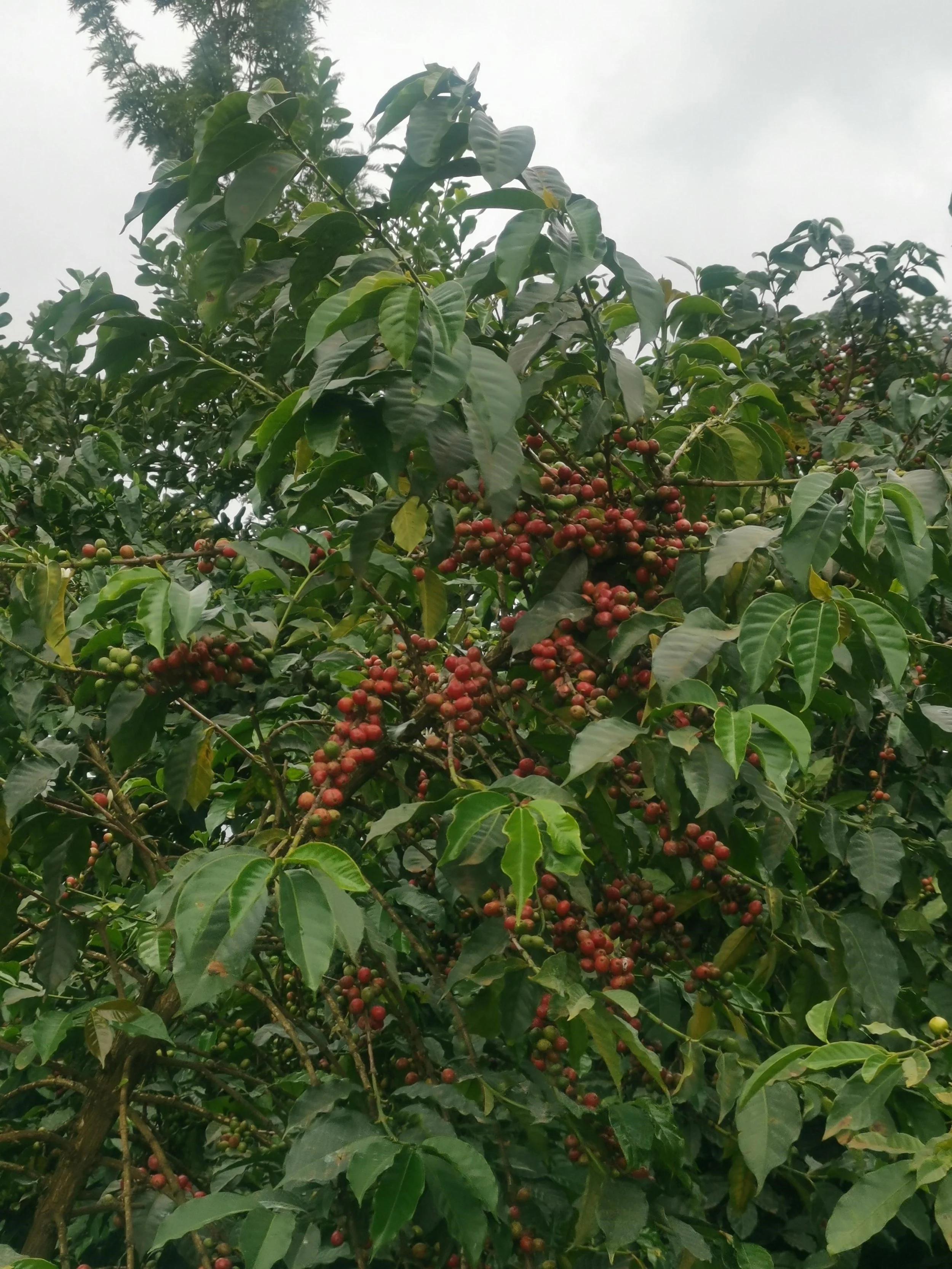 Kenya Nyeri Wachuri AB4.jpg