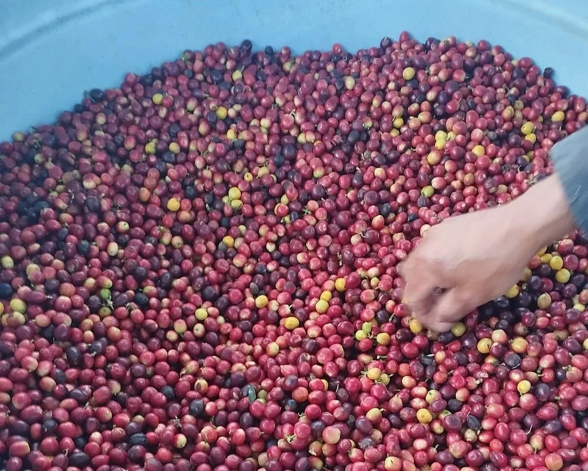 COLOMBIA+ORGANIC+NARIN%CC%83O+ALIANZA3.jpg