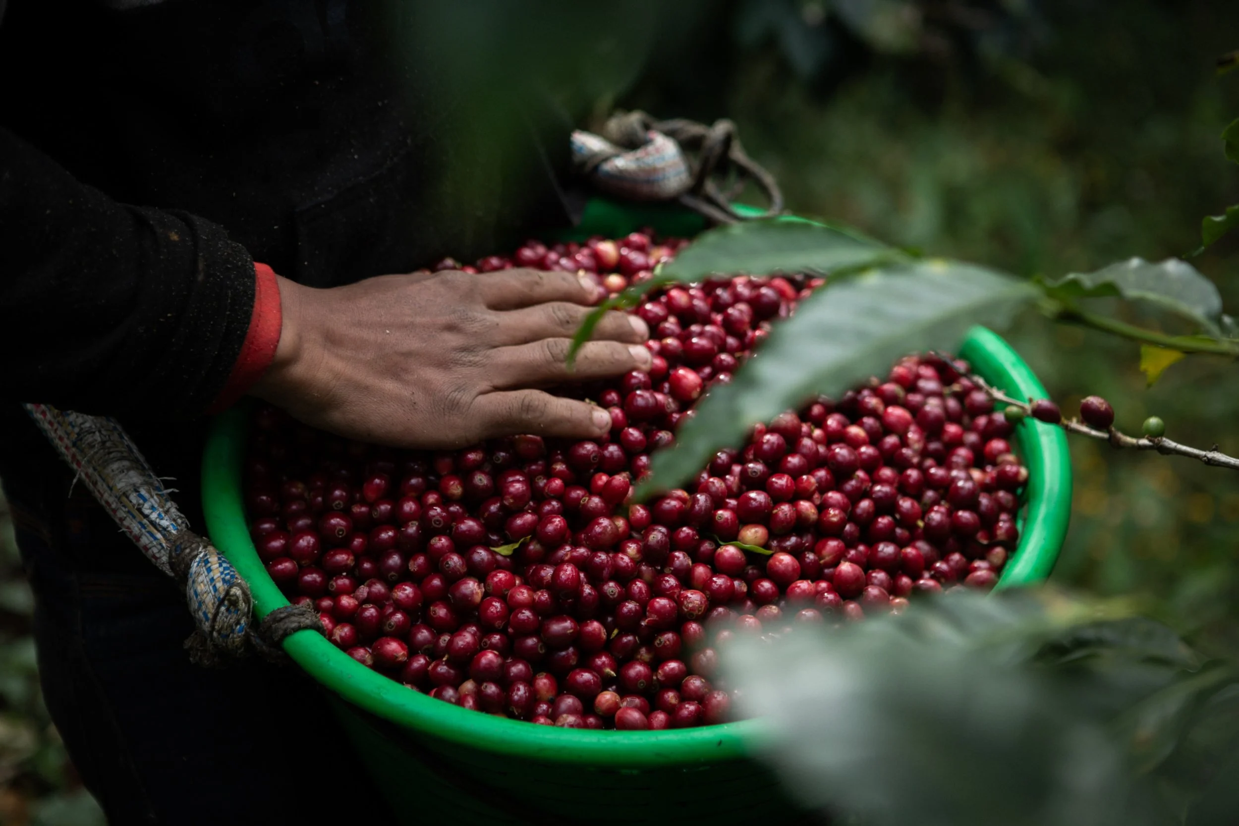 GUATEMALA FT-FLOUSA ORGANIC EL GUAYA’B SHB1.jpg
