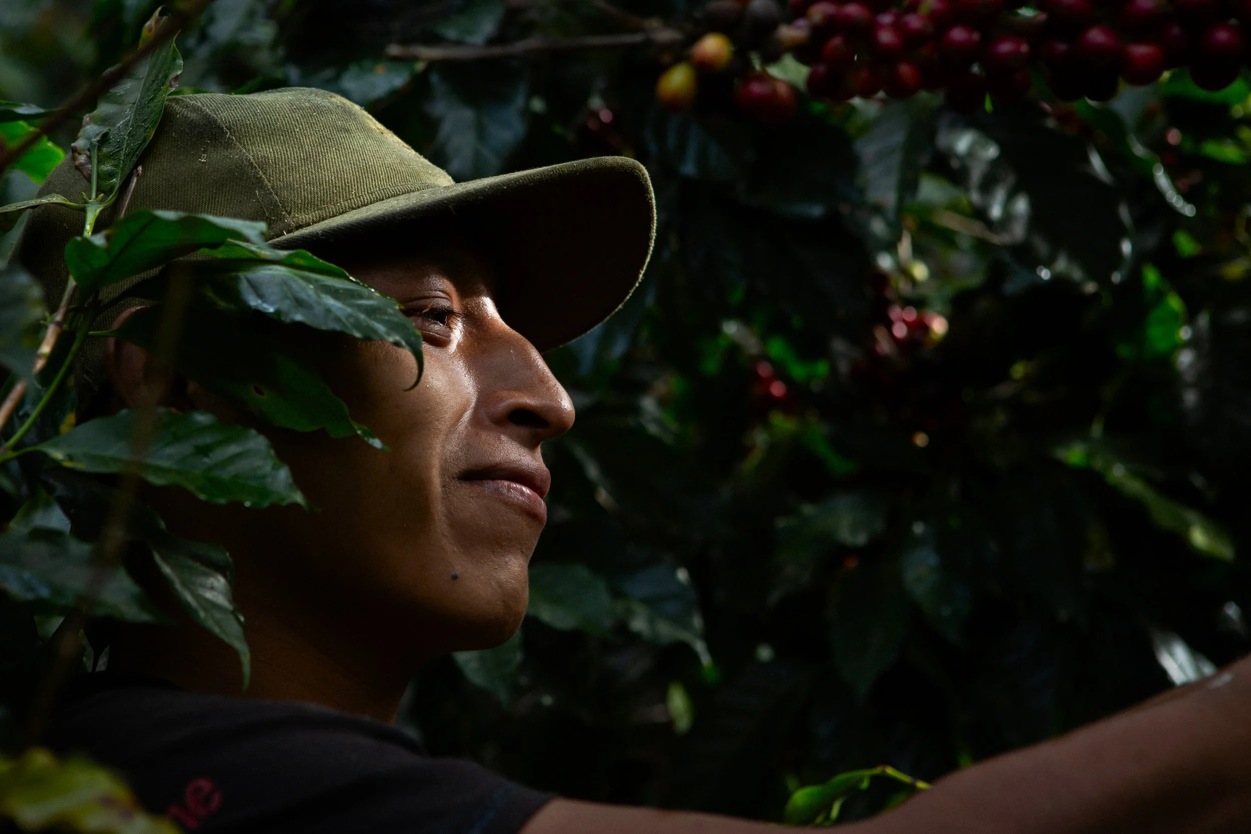GUATEMALA FT-FLOUSA ORGANIC EL GUAYA’B SHB4.jpg