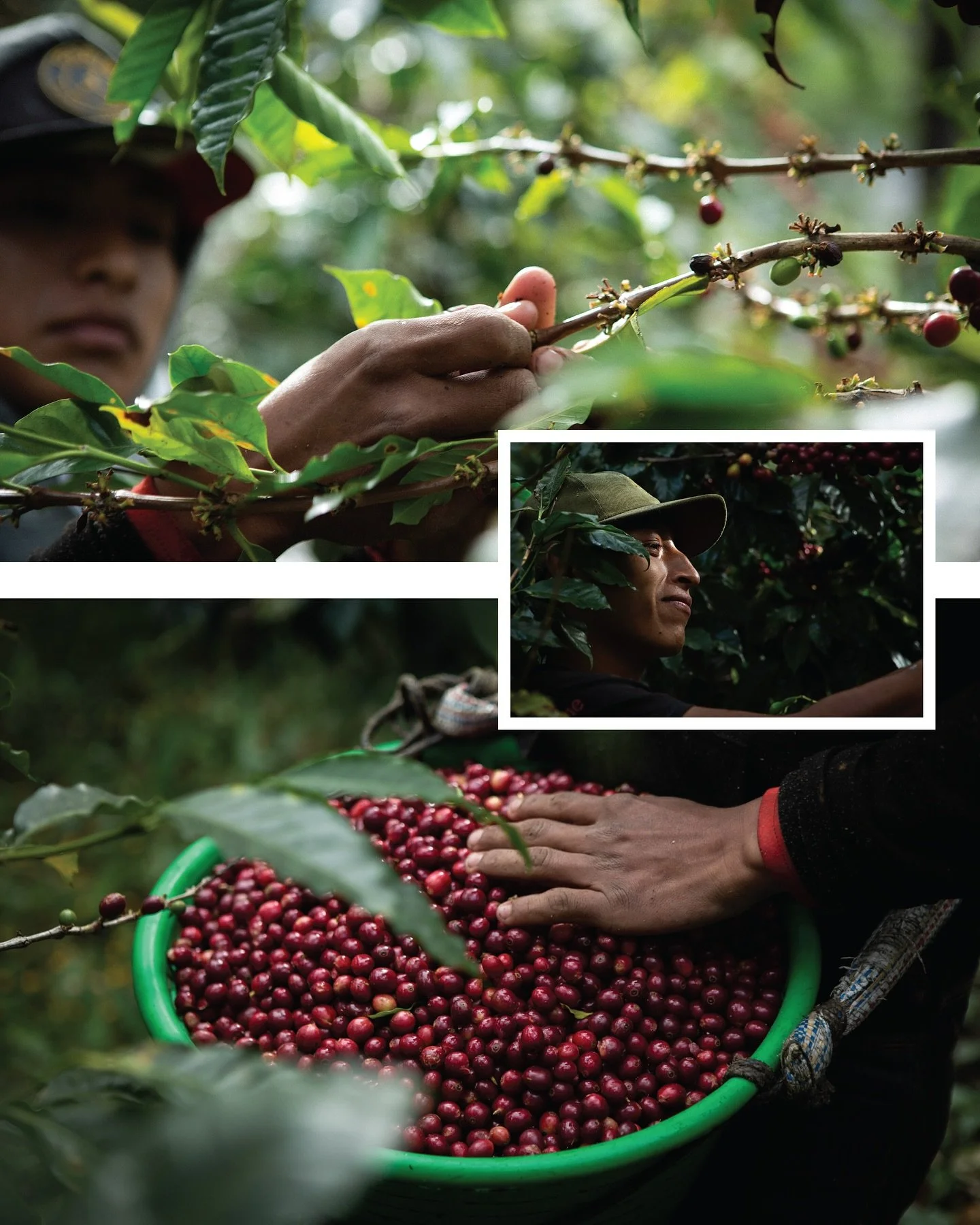 We have 4 (yup, four!) new coffees on our menu.

Our bountiful summer season on the west coast is the perfect time to be reminded that real people and whole families grow our favourite morning sips. It&rsquo;s laborious work.

We share their stories 