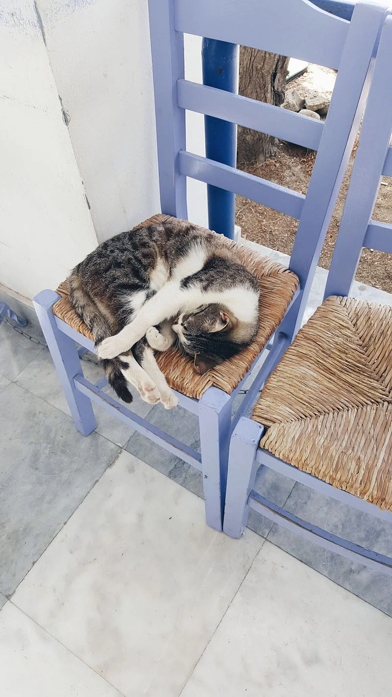 The Cats of Greece