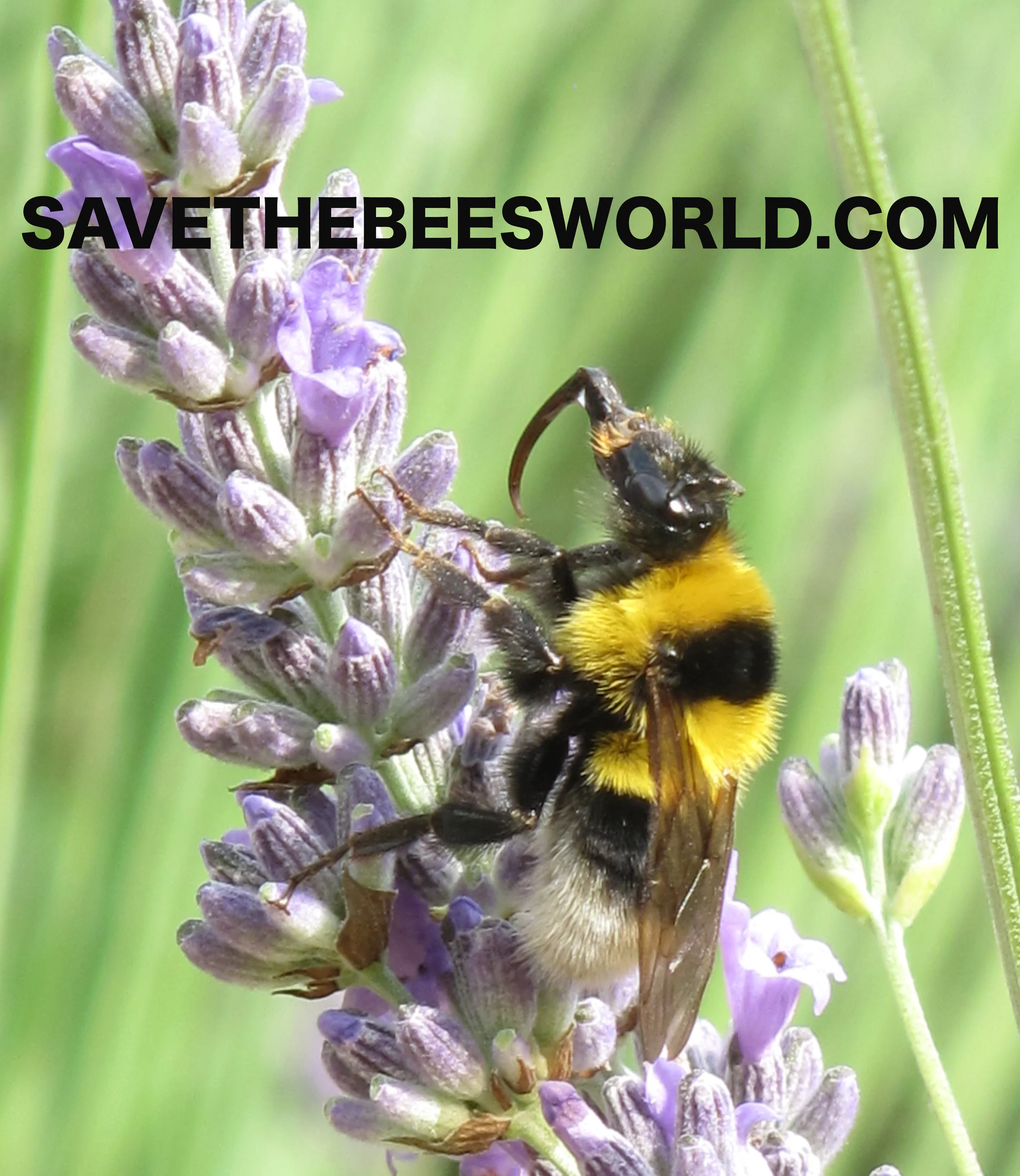 SaveTheBeesWorld.com_Sticker.jpg