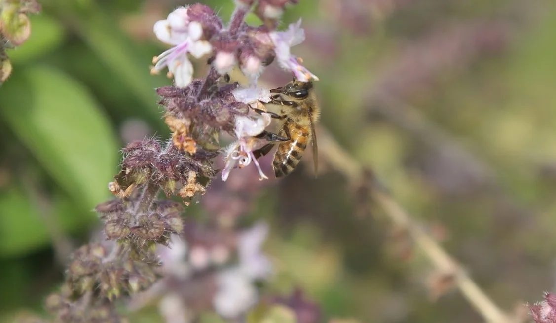 Solo Bee .jpg