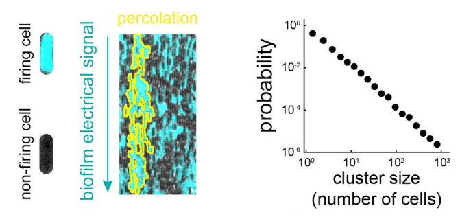 percolation_and_cluster_dist.png