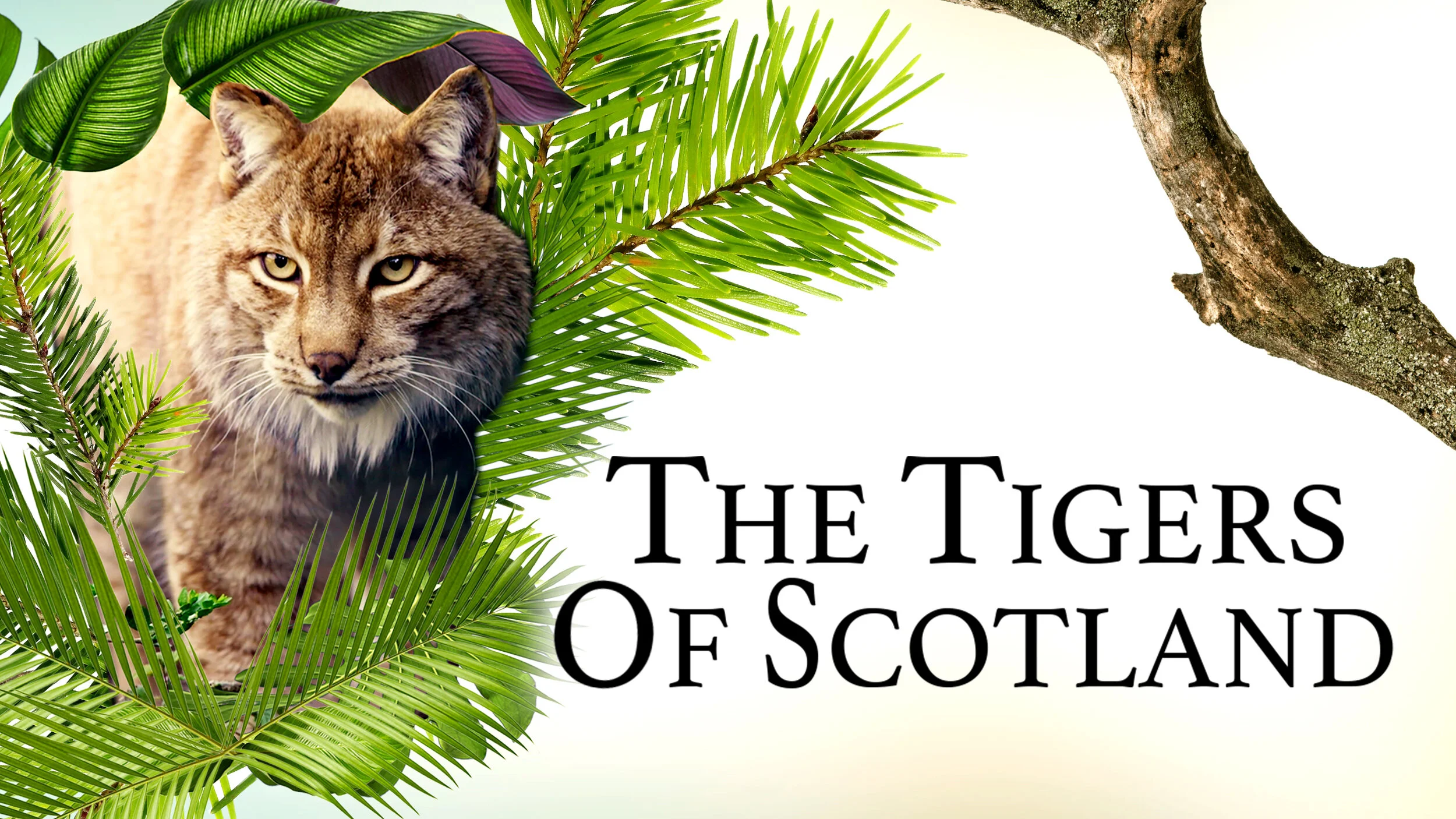 TigersofScotland_thumbnail.jpg