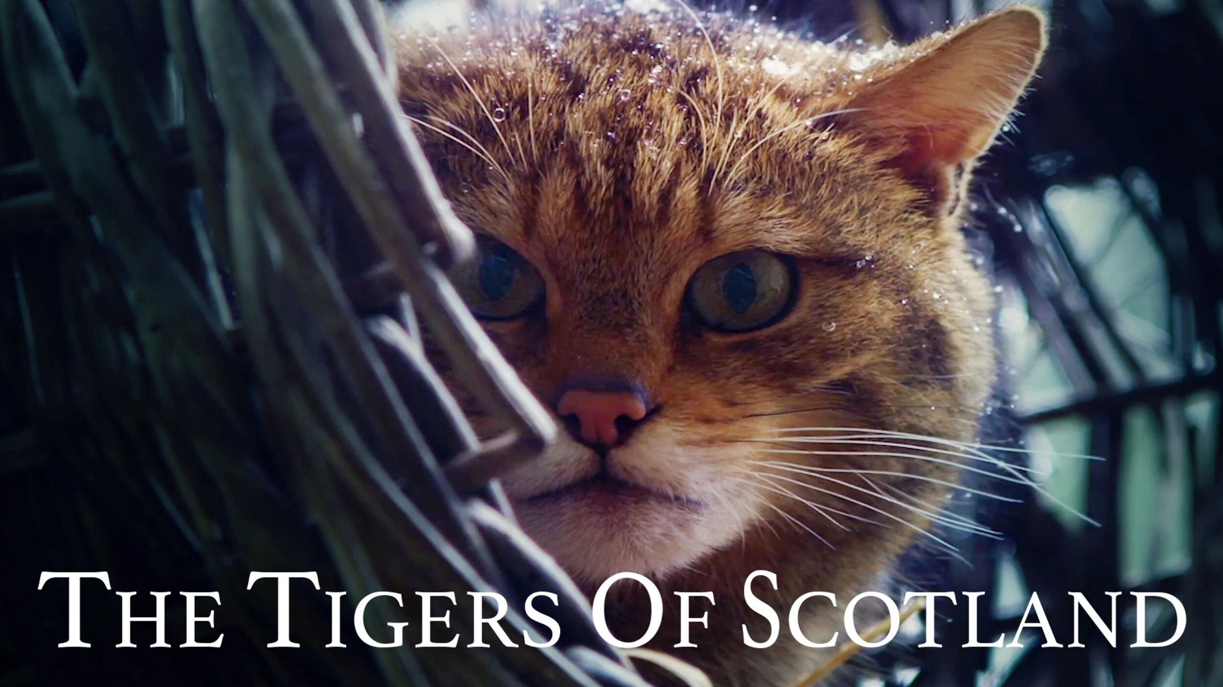 TigersofScotland_04.jpg