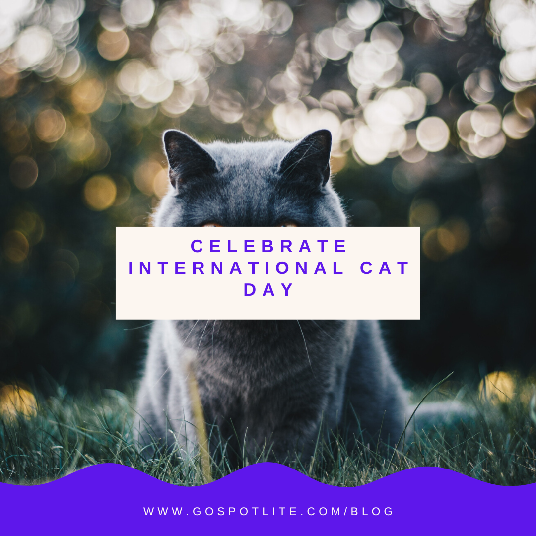 Celebrate International Cat Day with these 9 fun facts