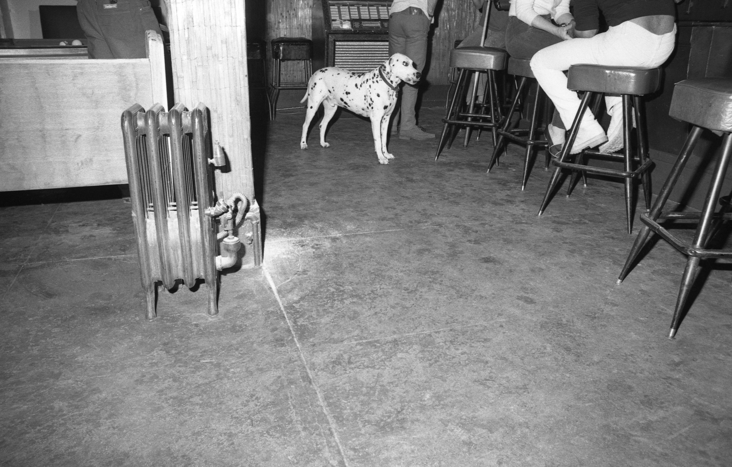 A dog at Al's Bar, Los Angeles, about 1981. (1/3)