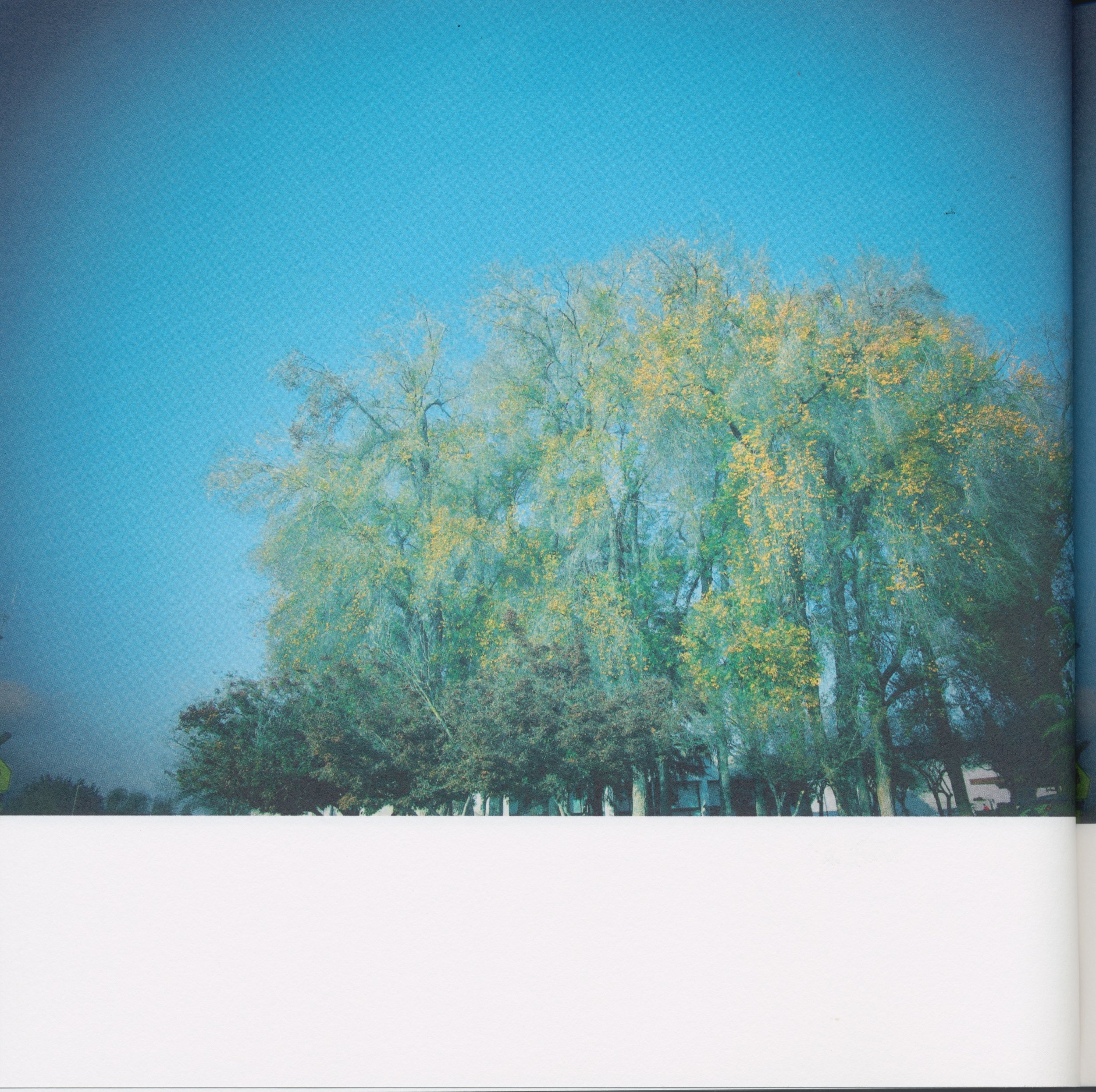 BeautifulTreesofFresno2019-10.jpeg