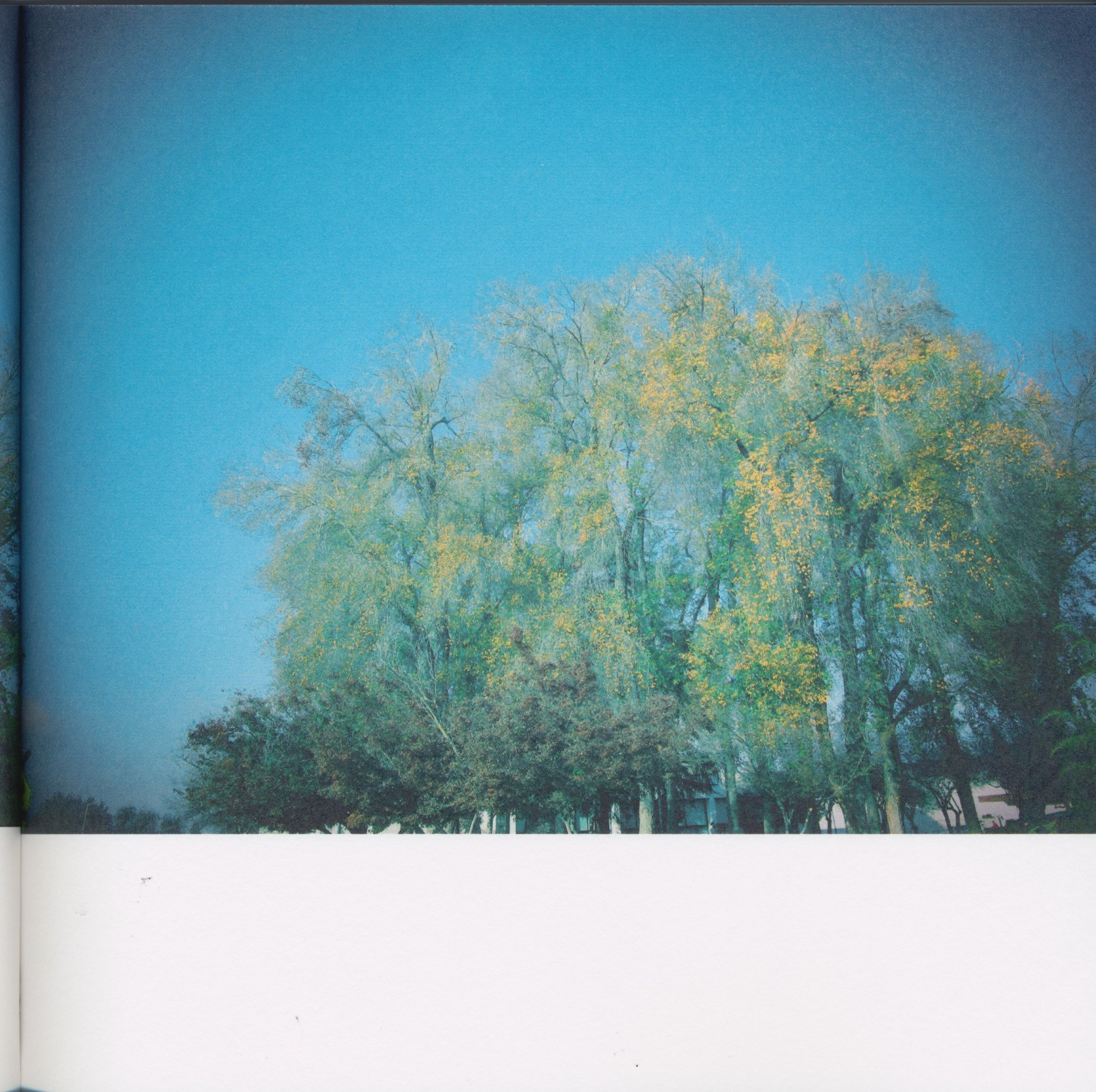BeautifulTreesofFresno2019-11.jpeg