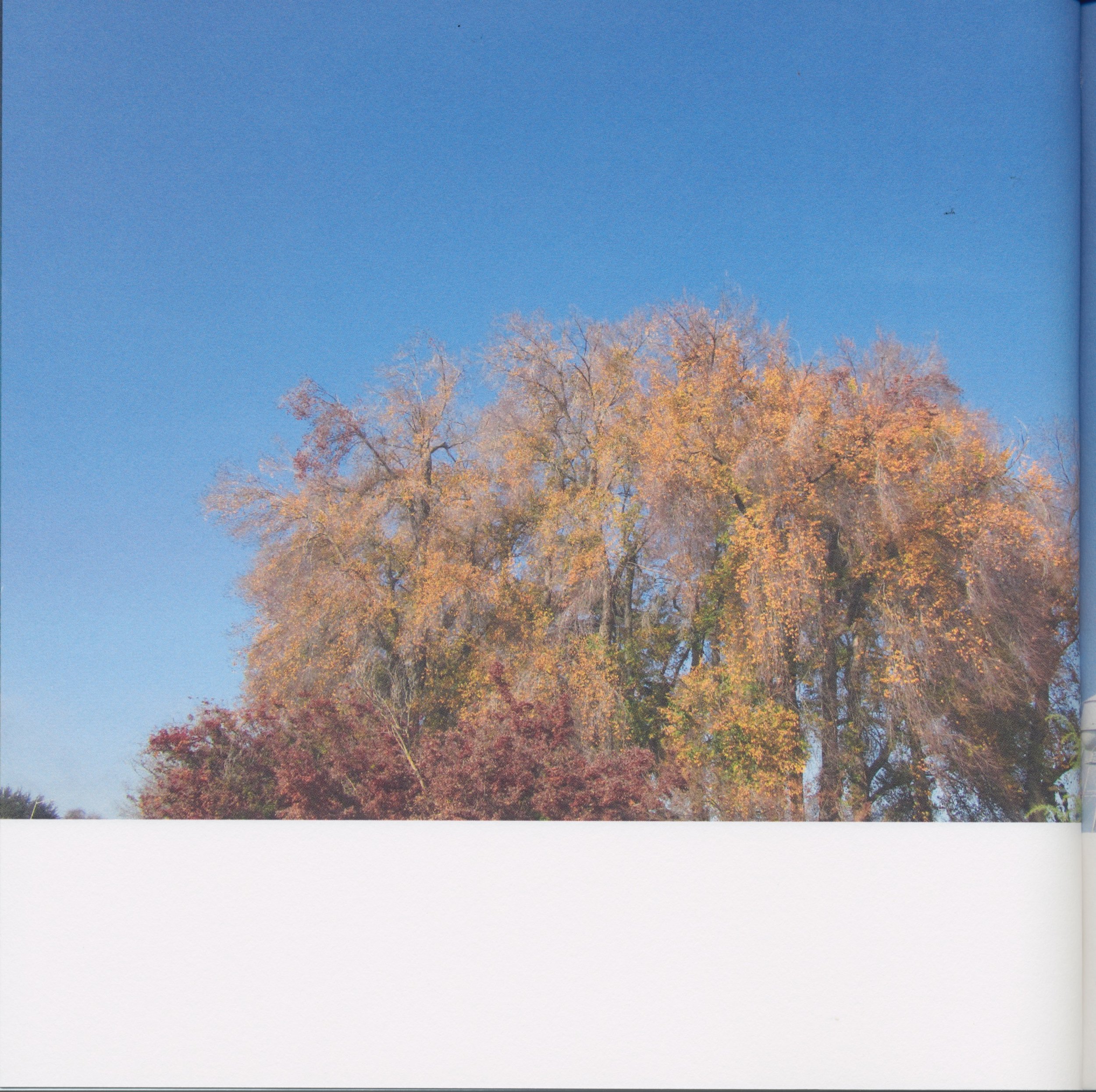 BeautifulTreesofFresno2019-12.jpeg