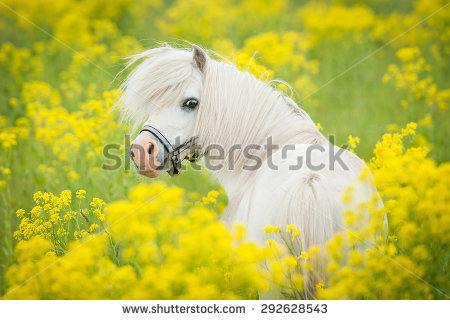 A rare image of Popcorn in a field of poppies. Brought to you by shutterstock.