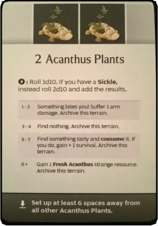 2 acanthus plants.webp