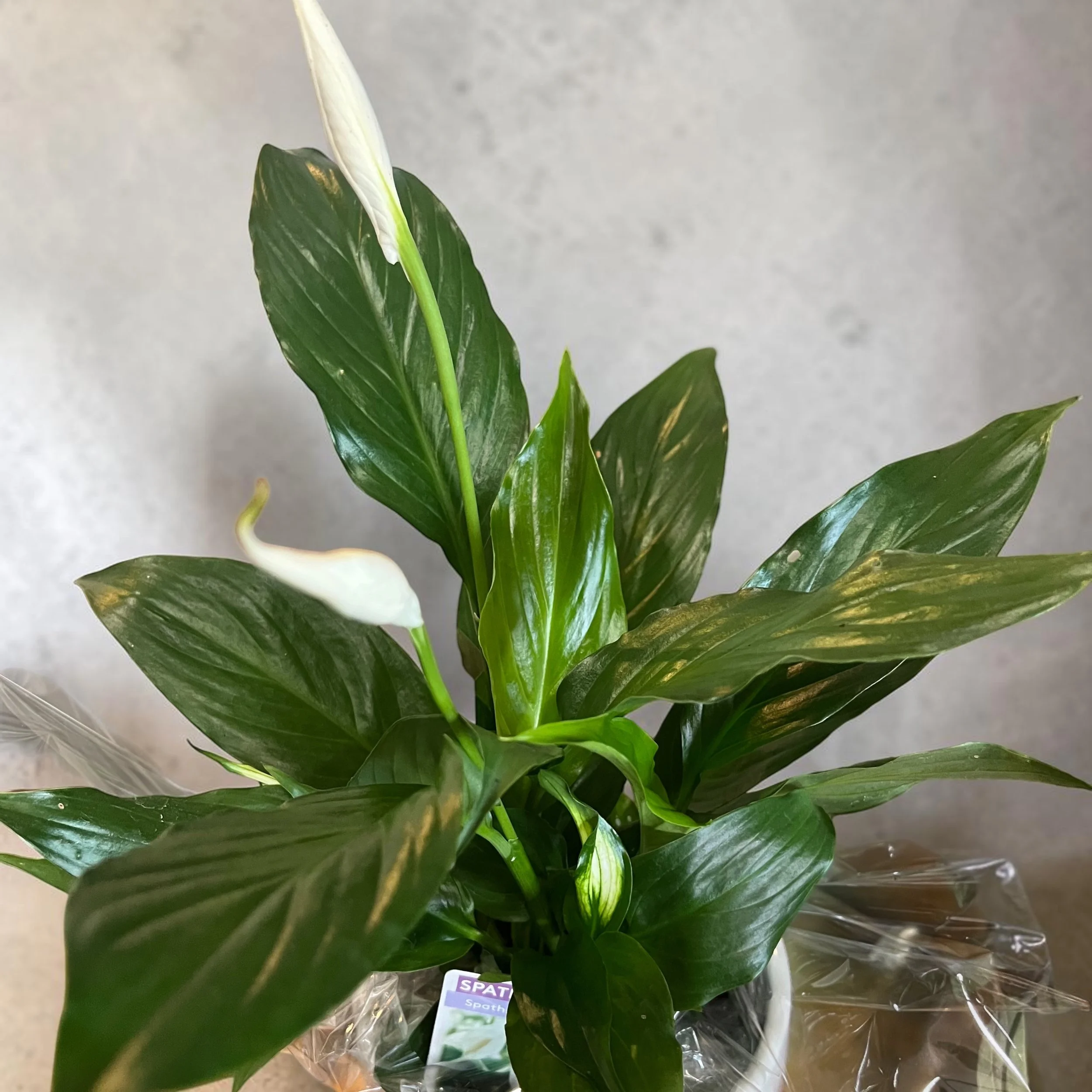 Spathiphyllum Peace Lily indoor plant with lush green leaves and elegant white flowers