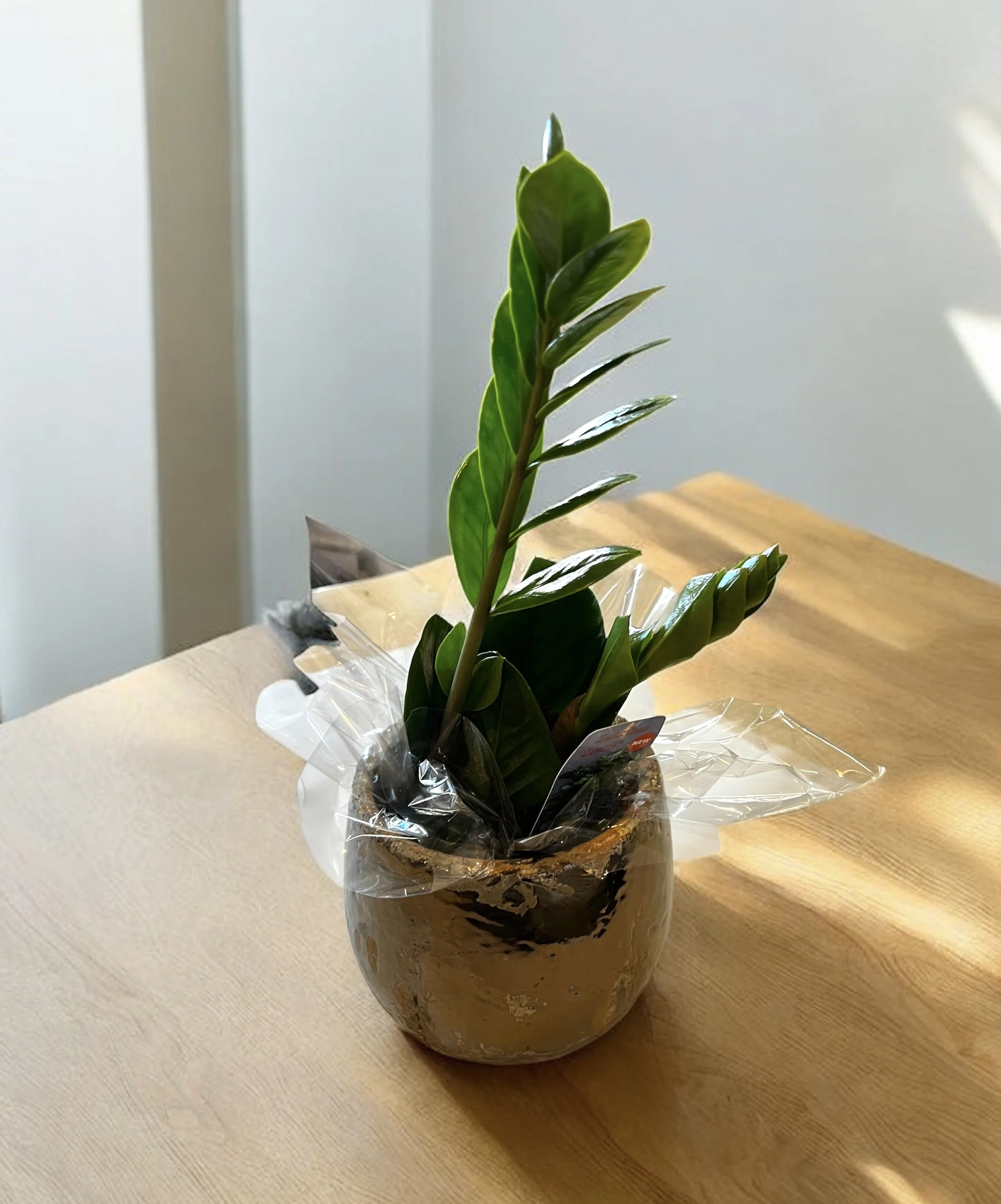 ZZ plant in pot