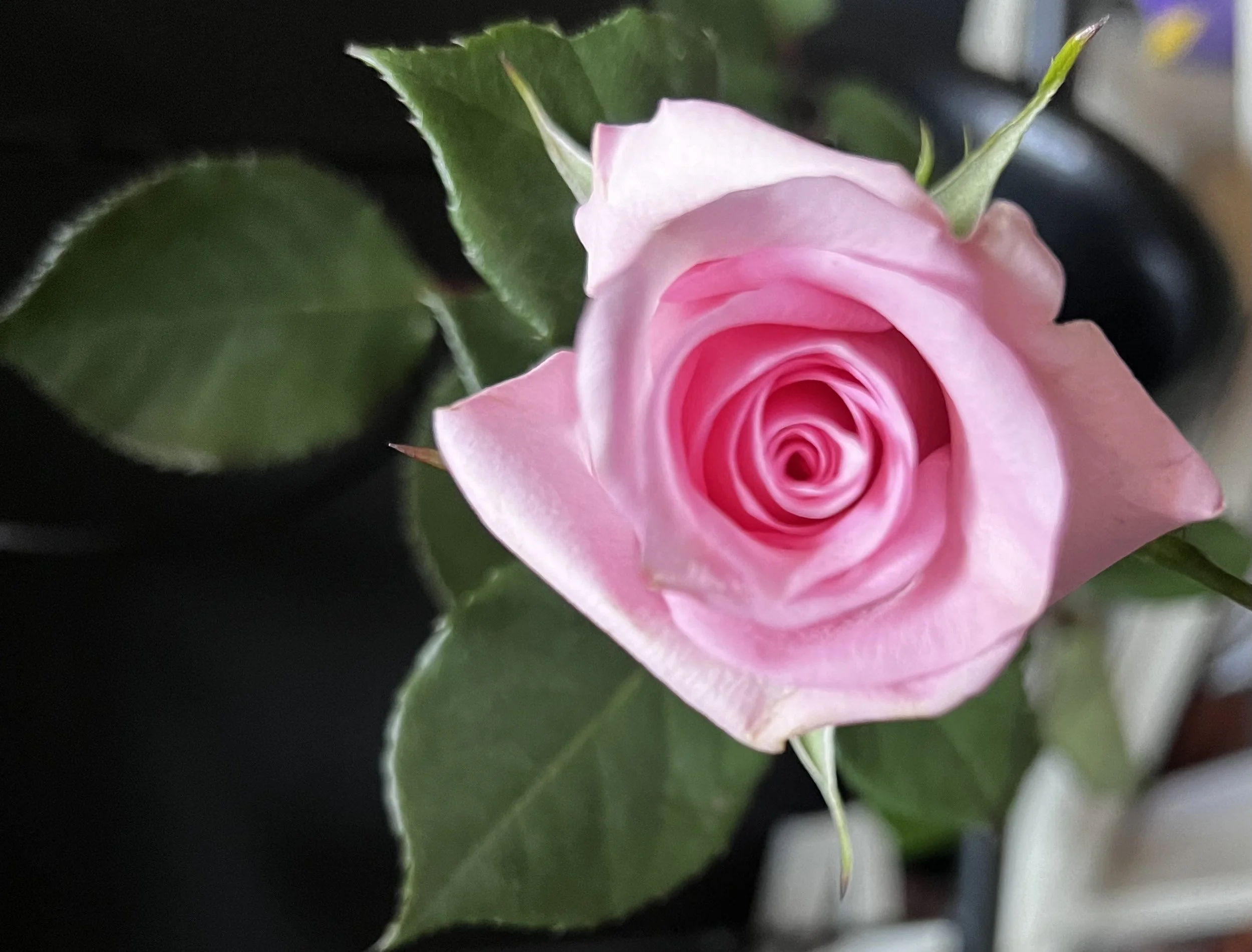 Single Roses