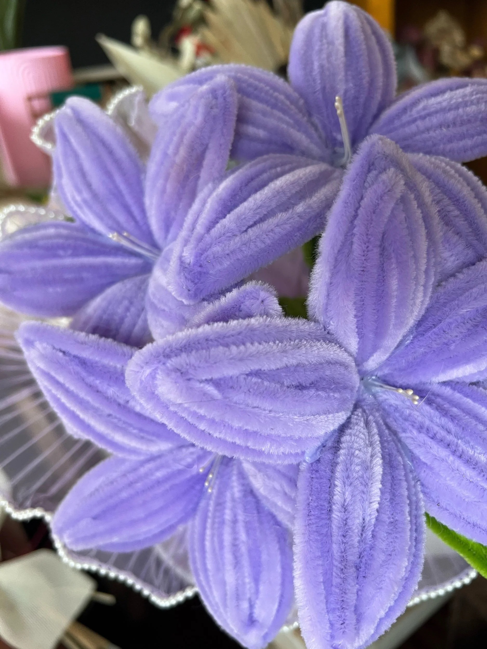 Purple forever flowers @ Lilypilly