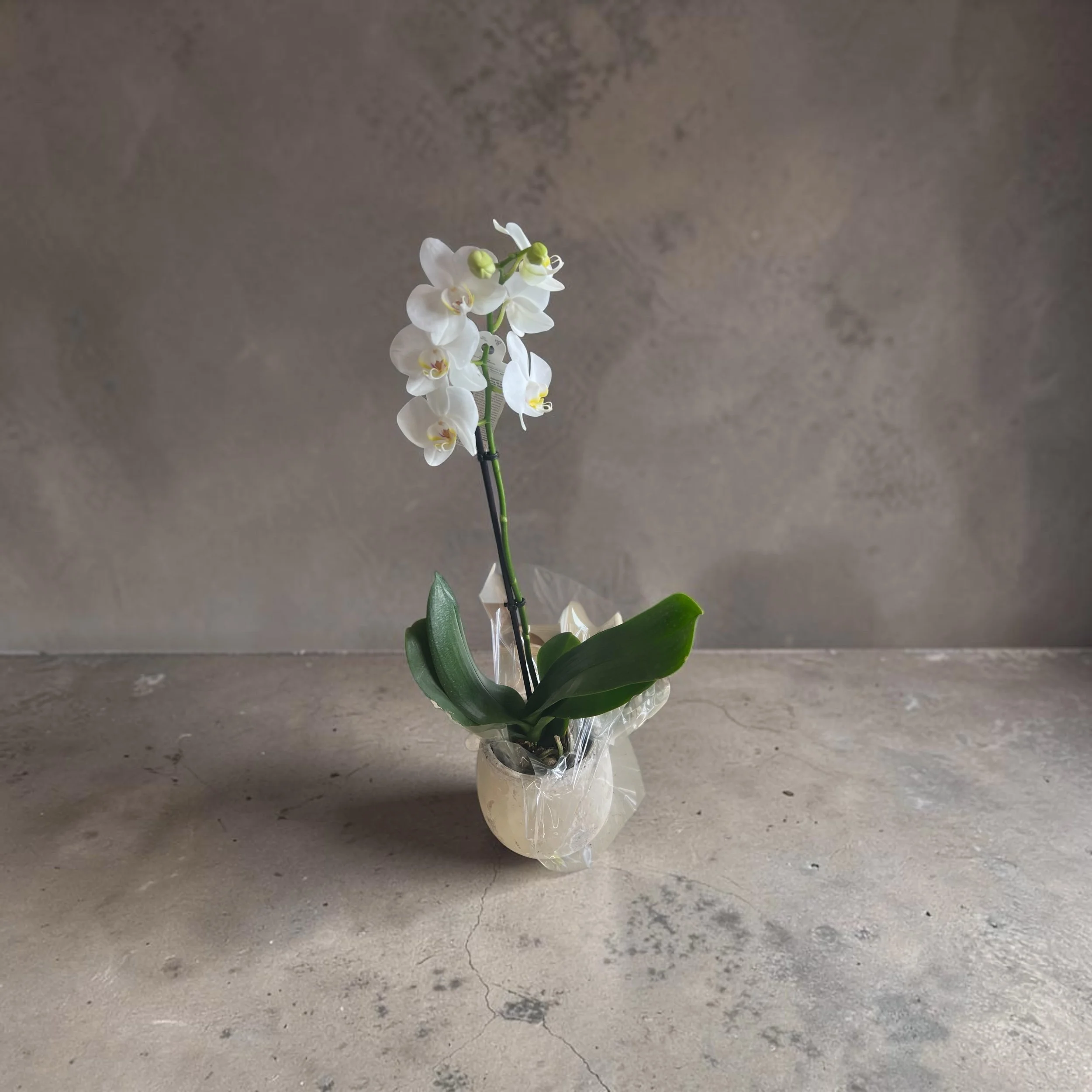 Phalaenopsis Single stem Orchid Plant in ceramic Pot