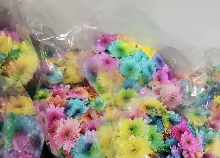 Rainbow Chrysanthemum bouquet