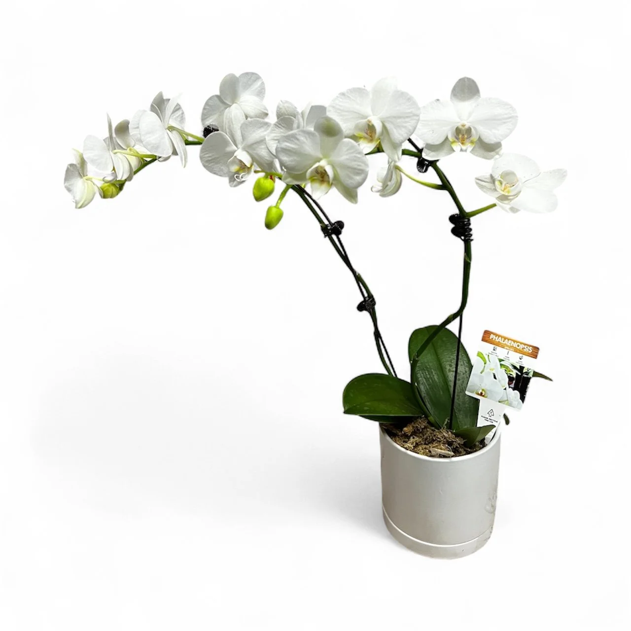white Phalaenopsis orchid plant