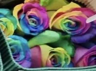 Rainbow Roses