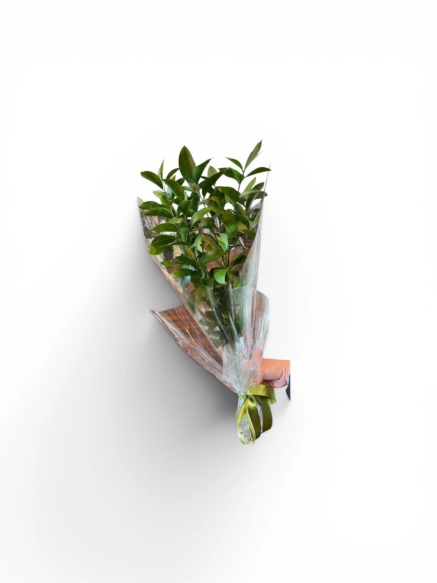 Fresh bunch of elegant green ruscus stems wrapped in clear cellophane for gifting or home décor