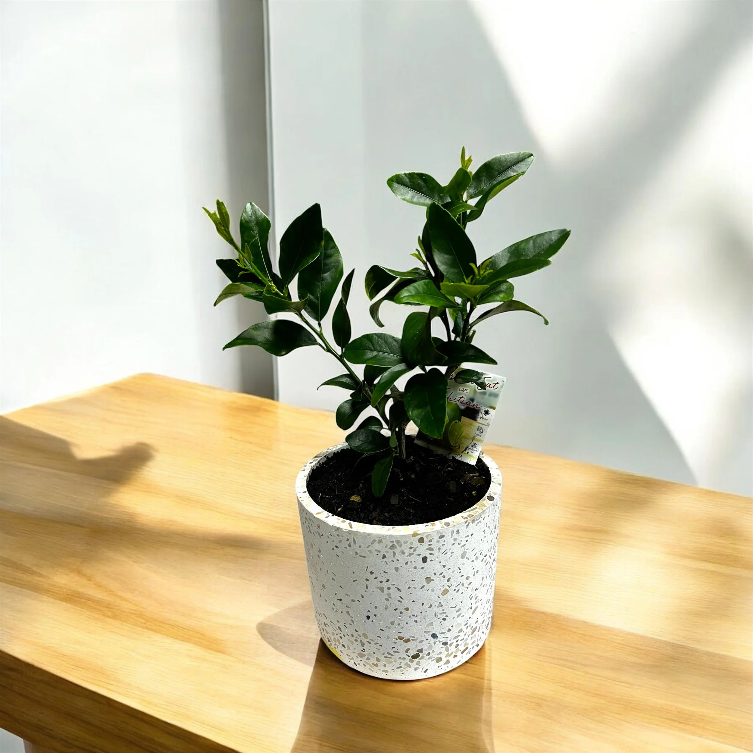 Tahitian lime tree in ceremic pot @ Lilypilly Perth