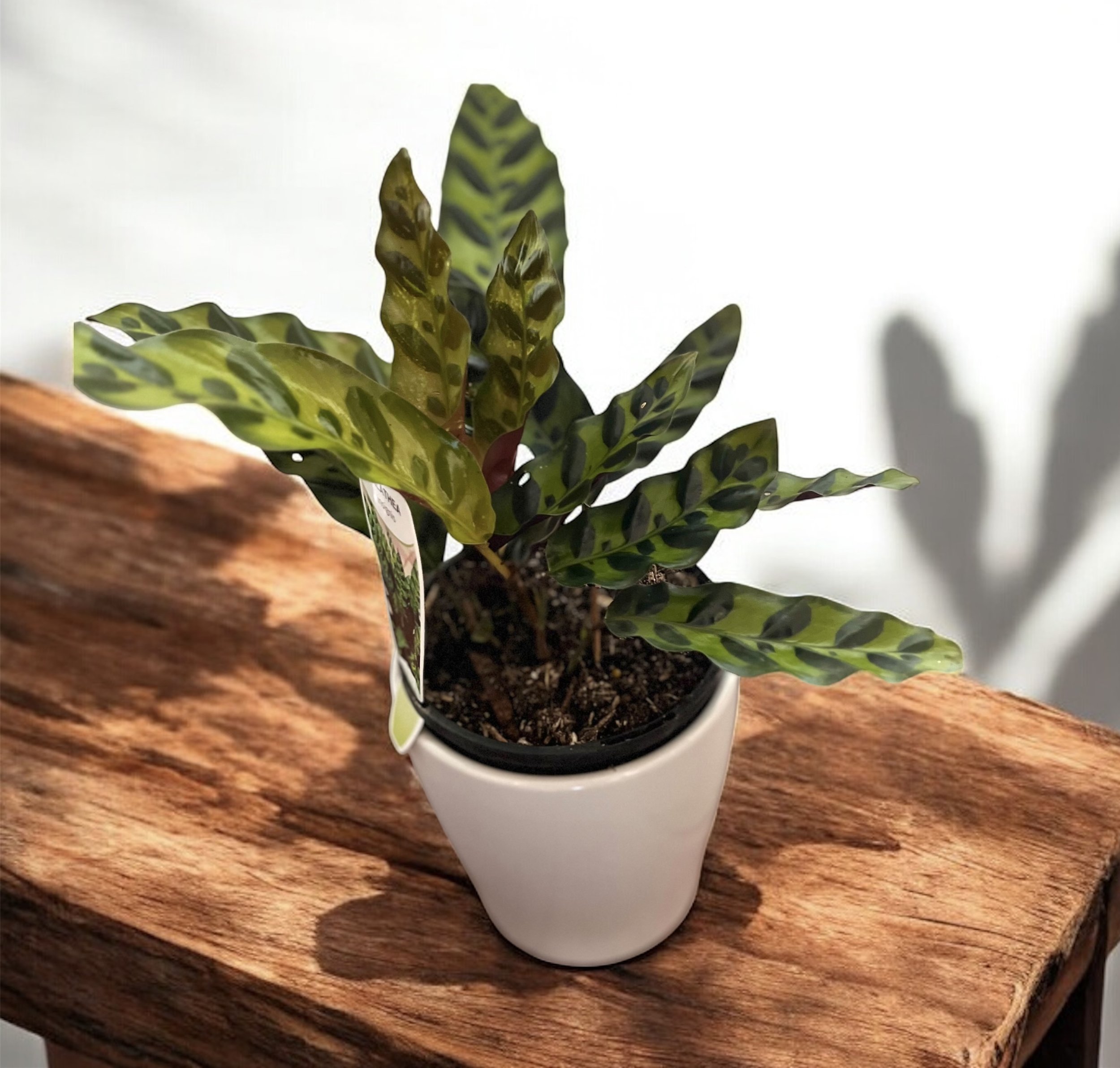 Calathea Indoor Plant @ Lilypilly