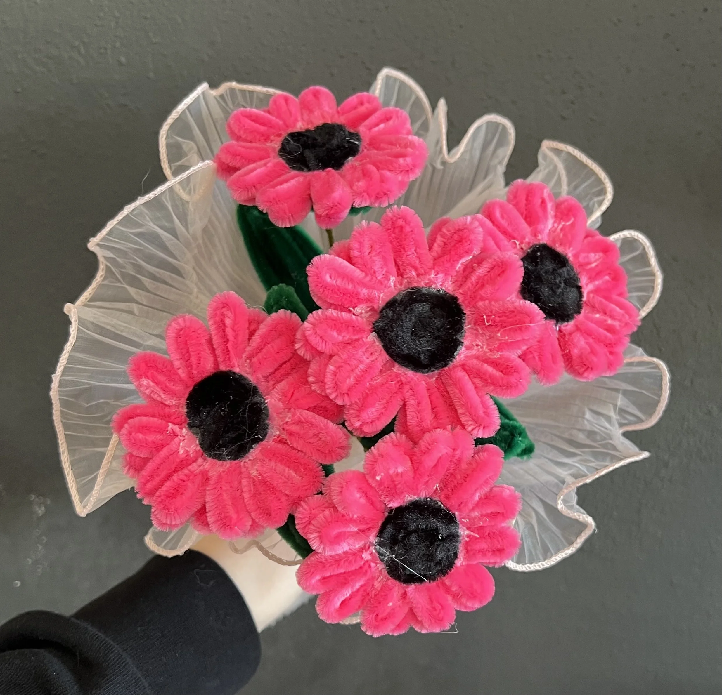 Pink and black forever flowers @ Lilypilly