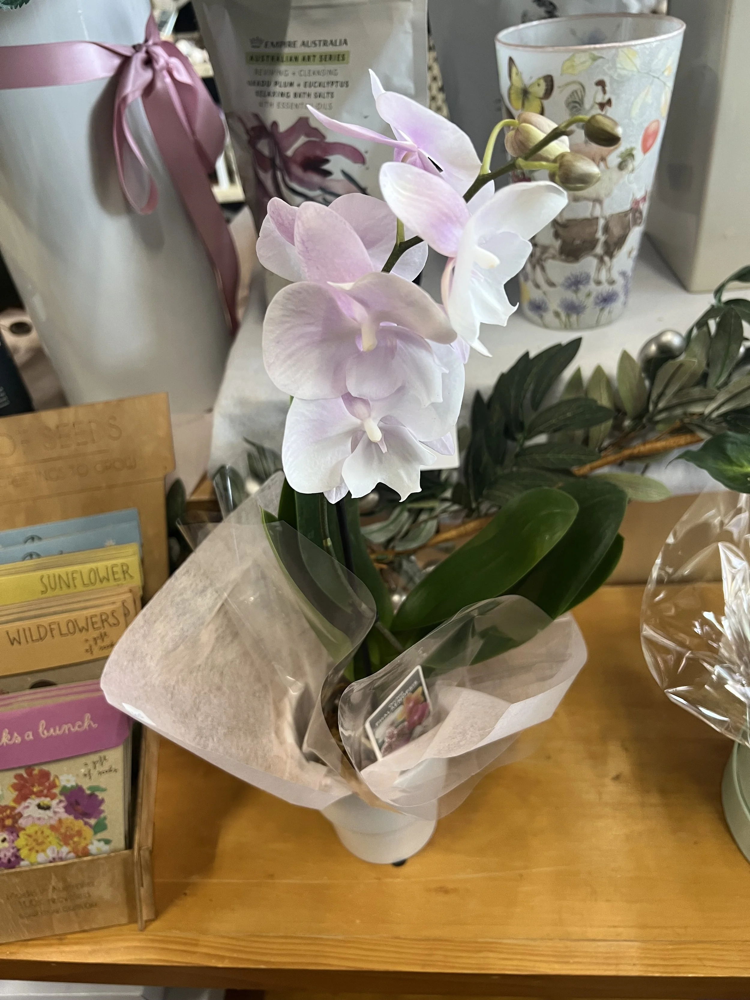 Phalaenopsis Single stem Orchid Plant