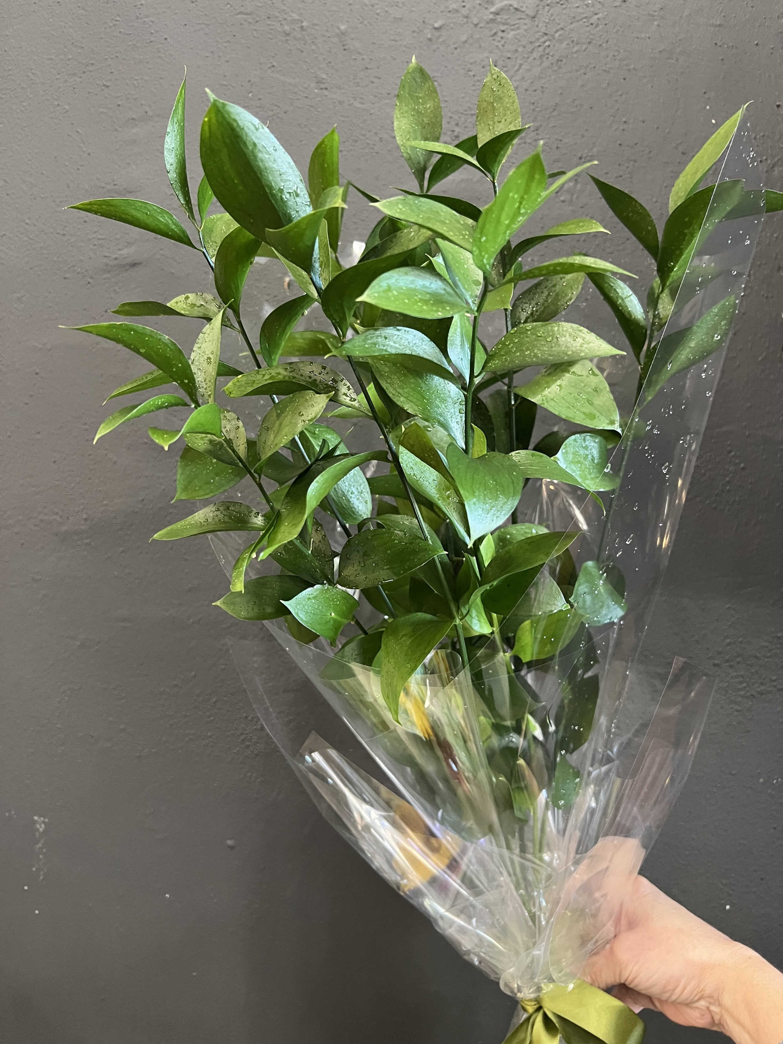 Fresh bunch of elegant green ruscus stems wrapped in clear cellophane for gifting or home décor