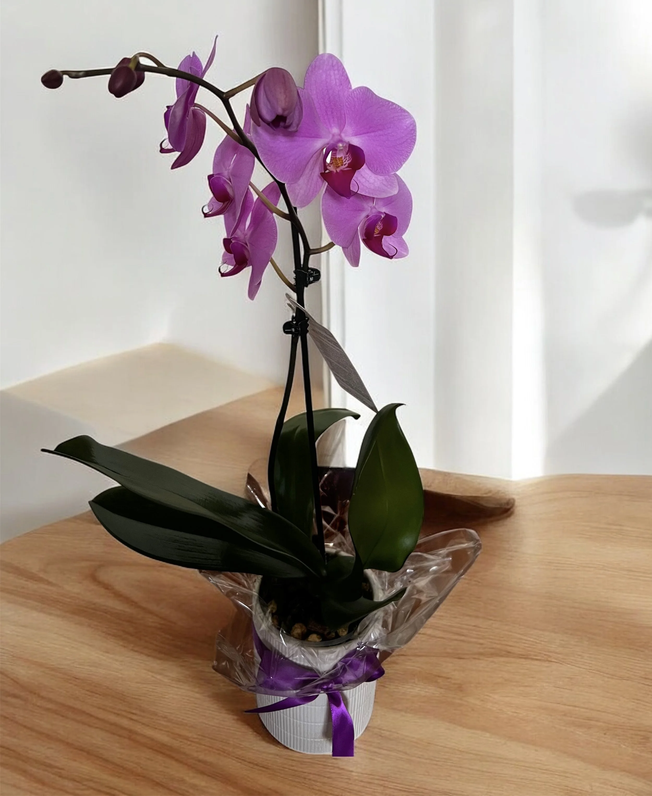 Purple Orchid Plant with Pot @ Lilypilly