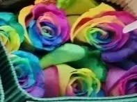 Rainbow Roses