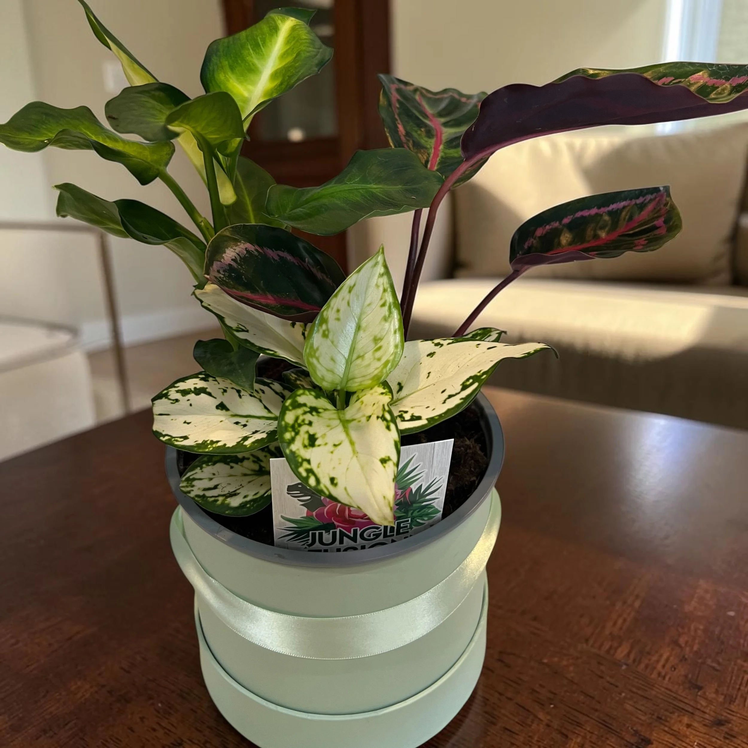 Jungle Fusion indoor plant arrangement with green, creamy yellow, red and pink foliage in a hat box at Lilypilly background image