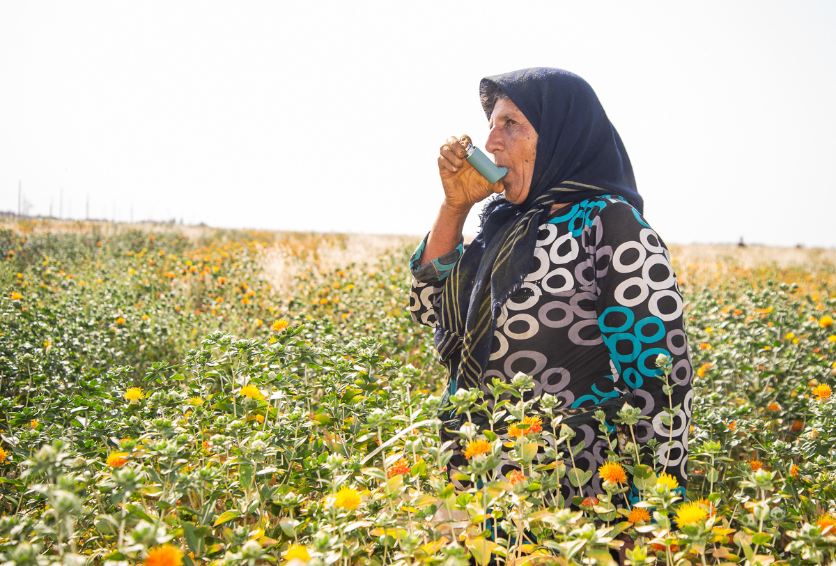  This farmer, who is 60 years old and has five children, is suffering from asthma. Even so, she is back to her farms to harvest safflower this year. Each person collects around 1 kg of safflower per day and sells it for 30,000 tomans (2 euro) to the 